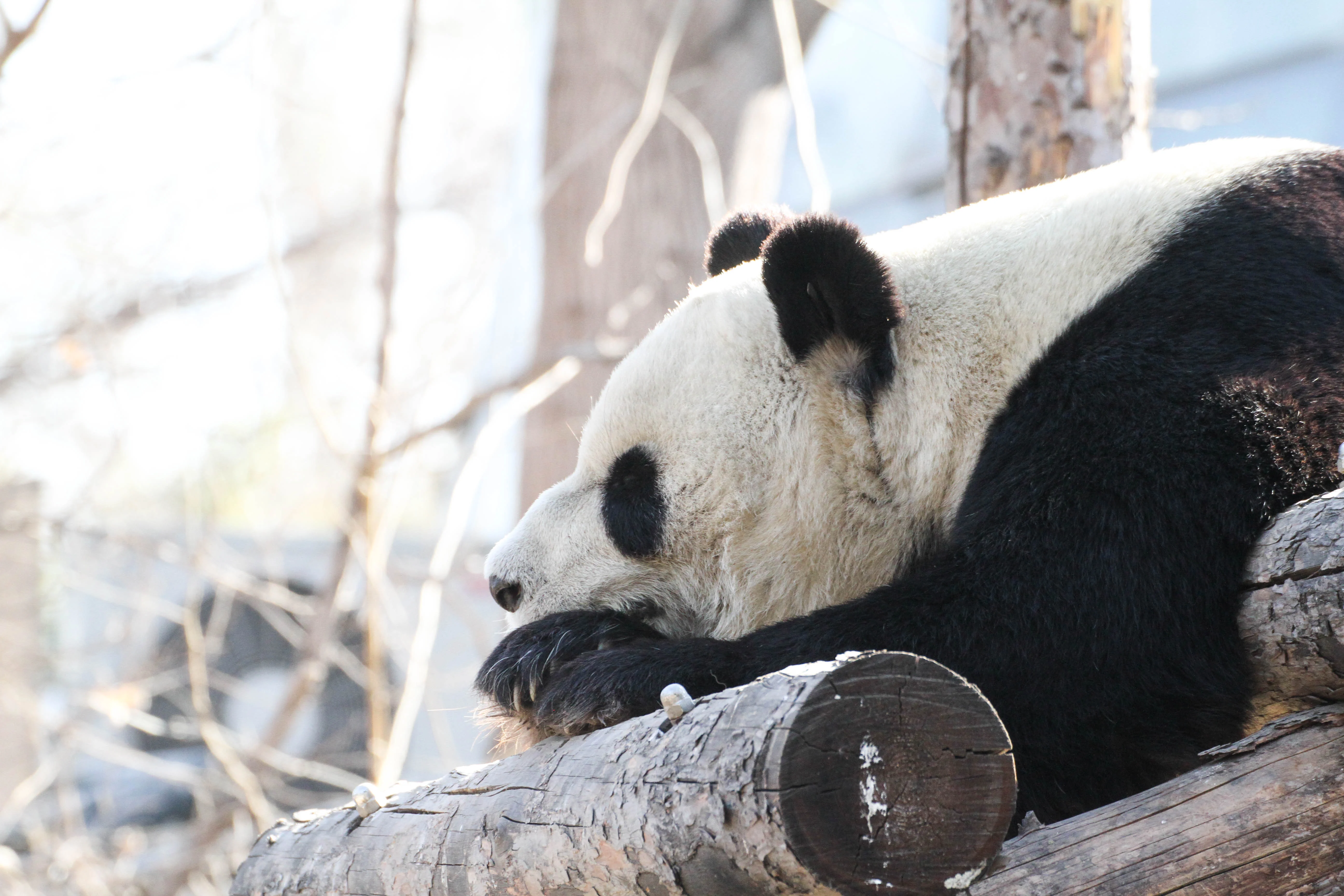 Beijing Zoo