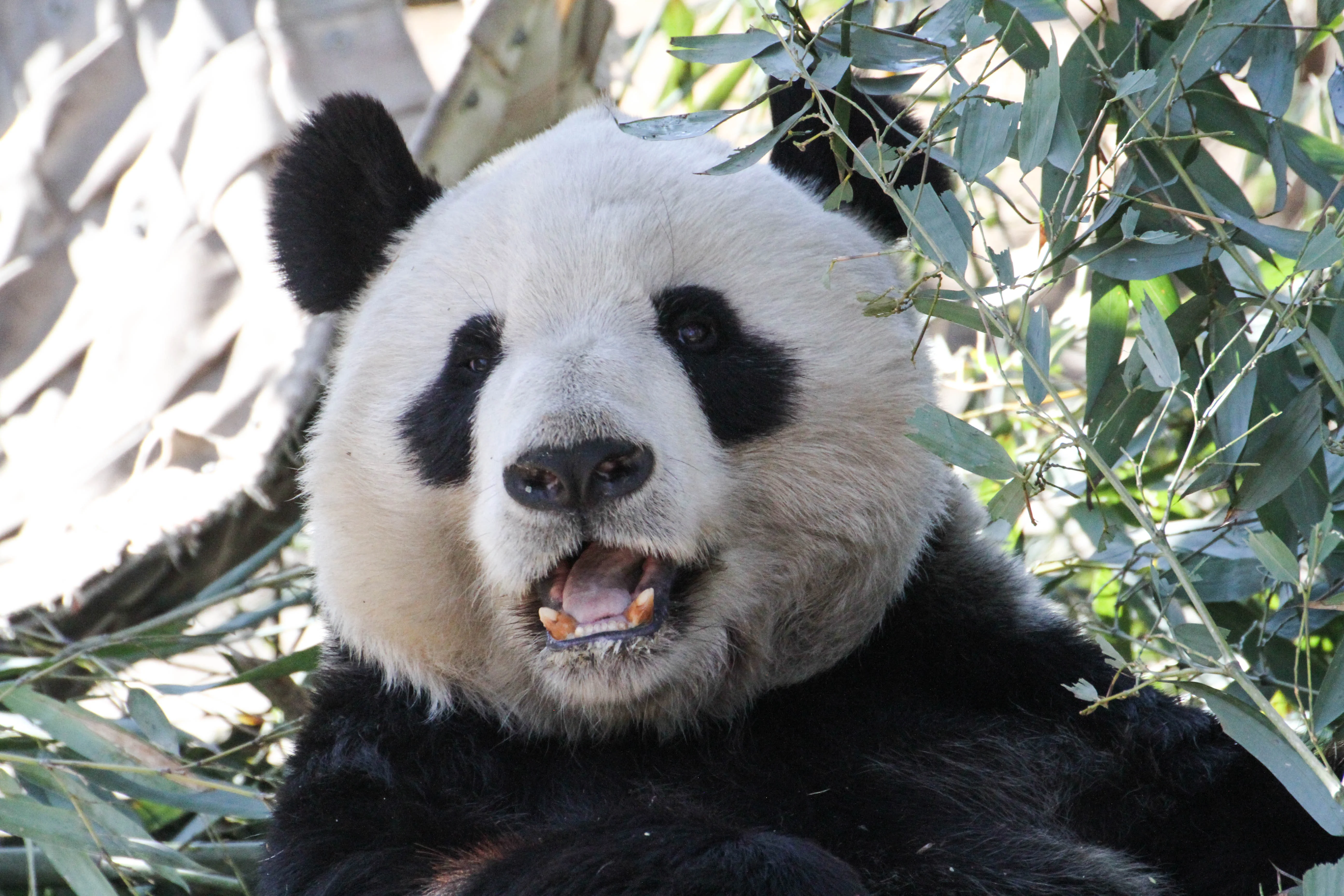Beijing Zoo