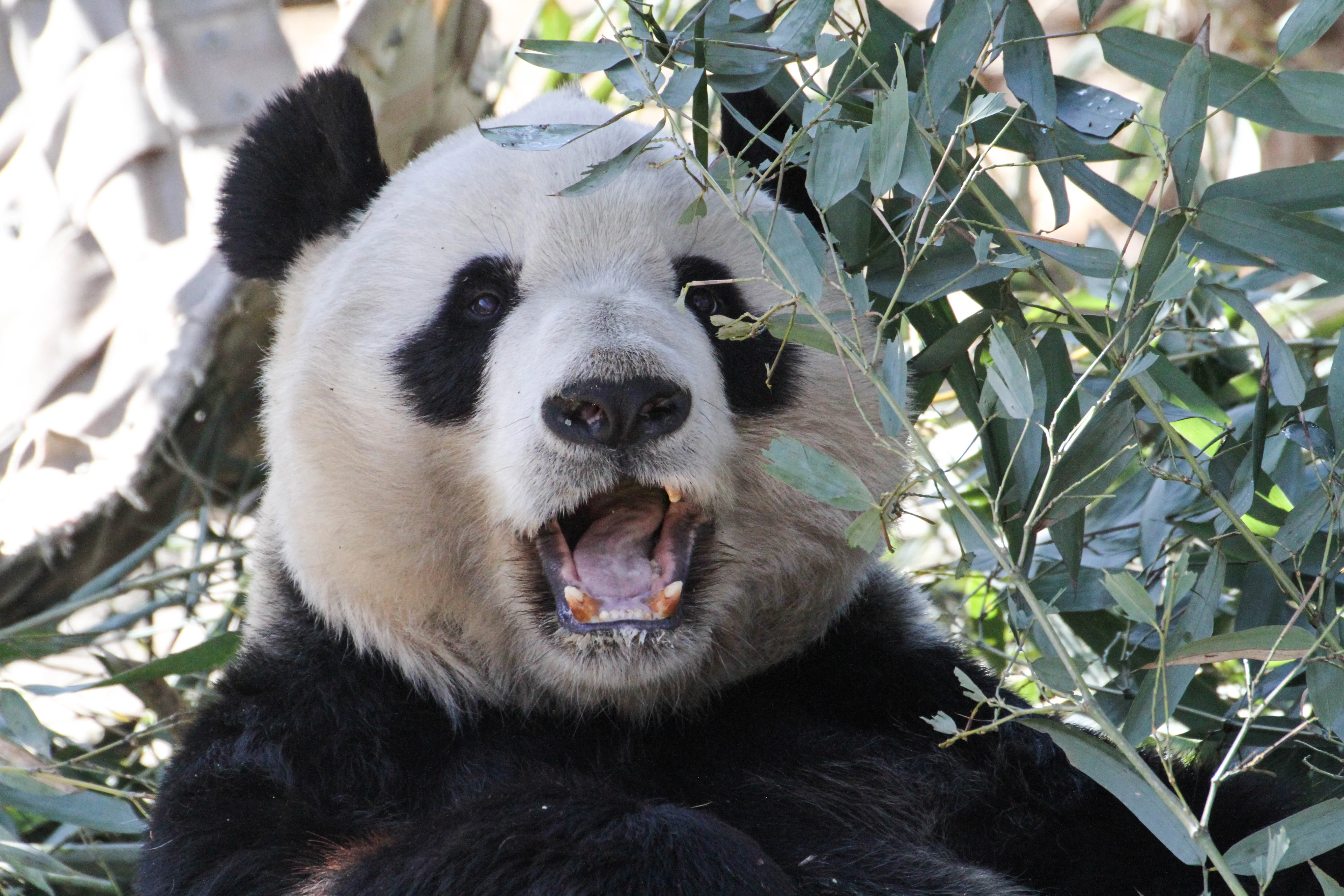 Beijing Zoo