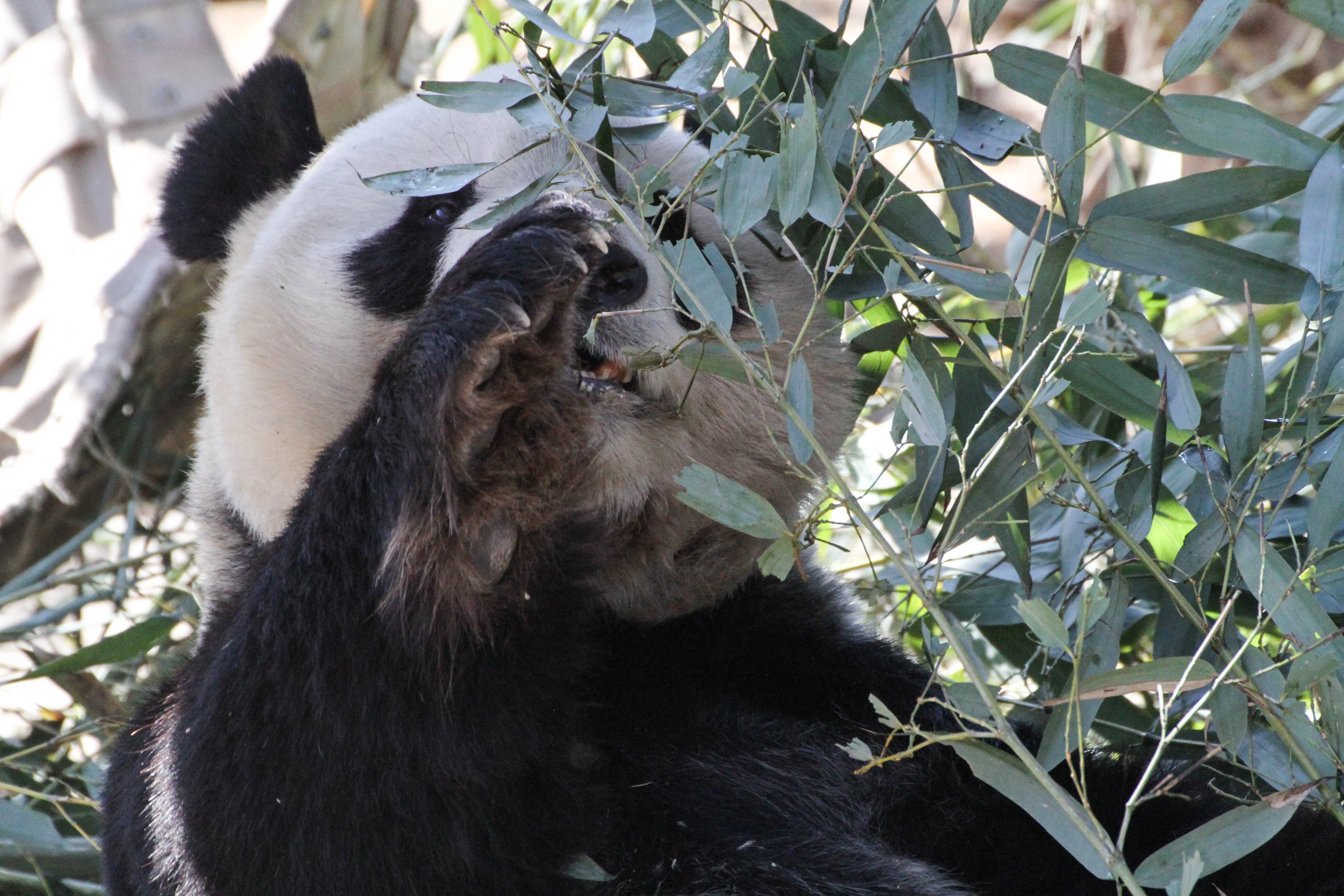 Beijing Zoo