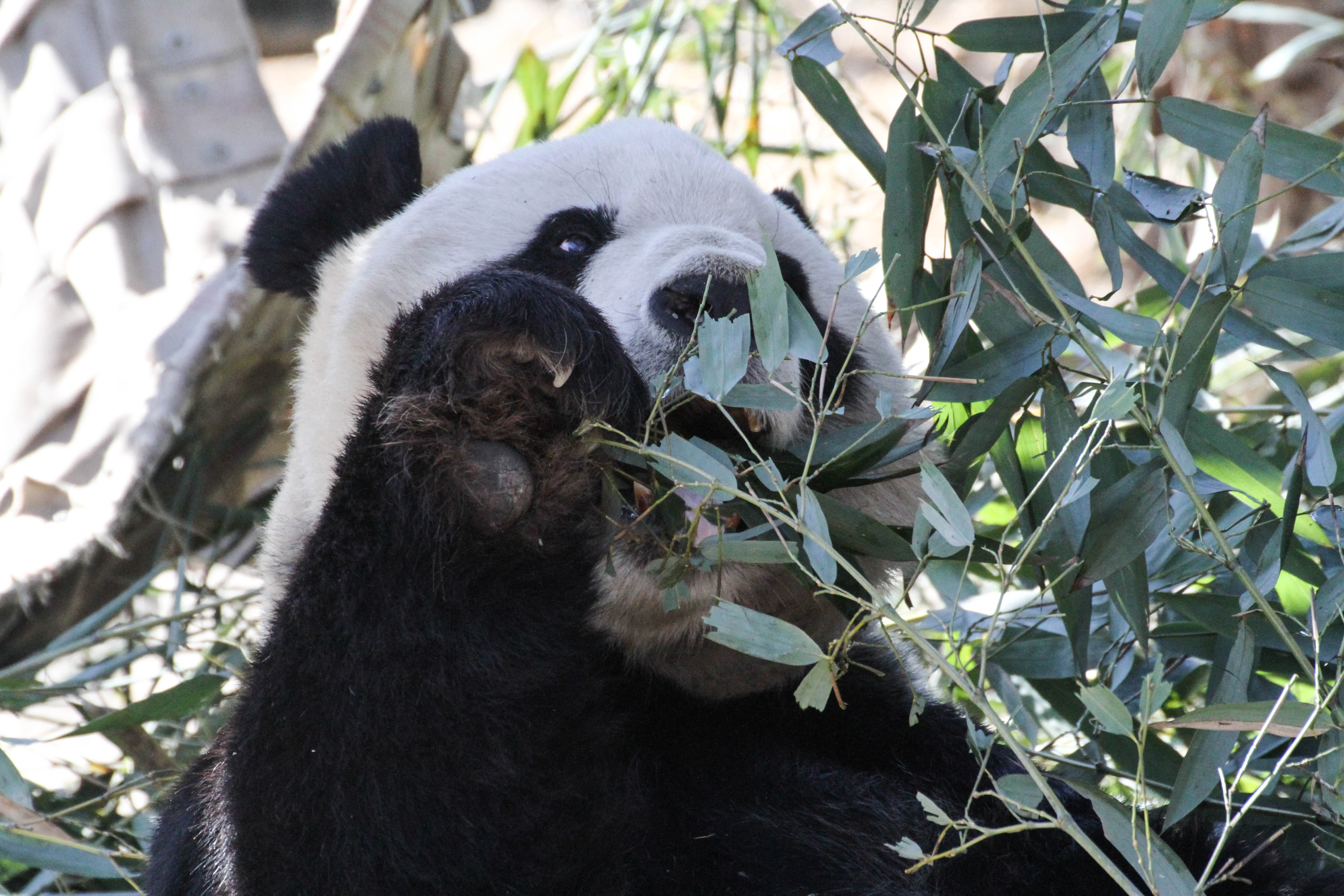 Beijing Zoo