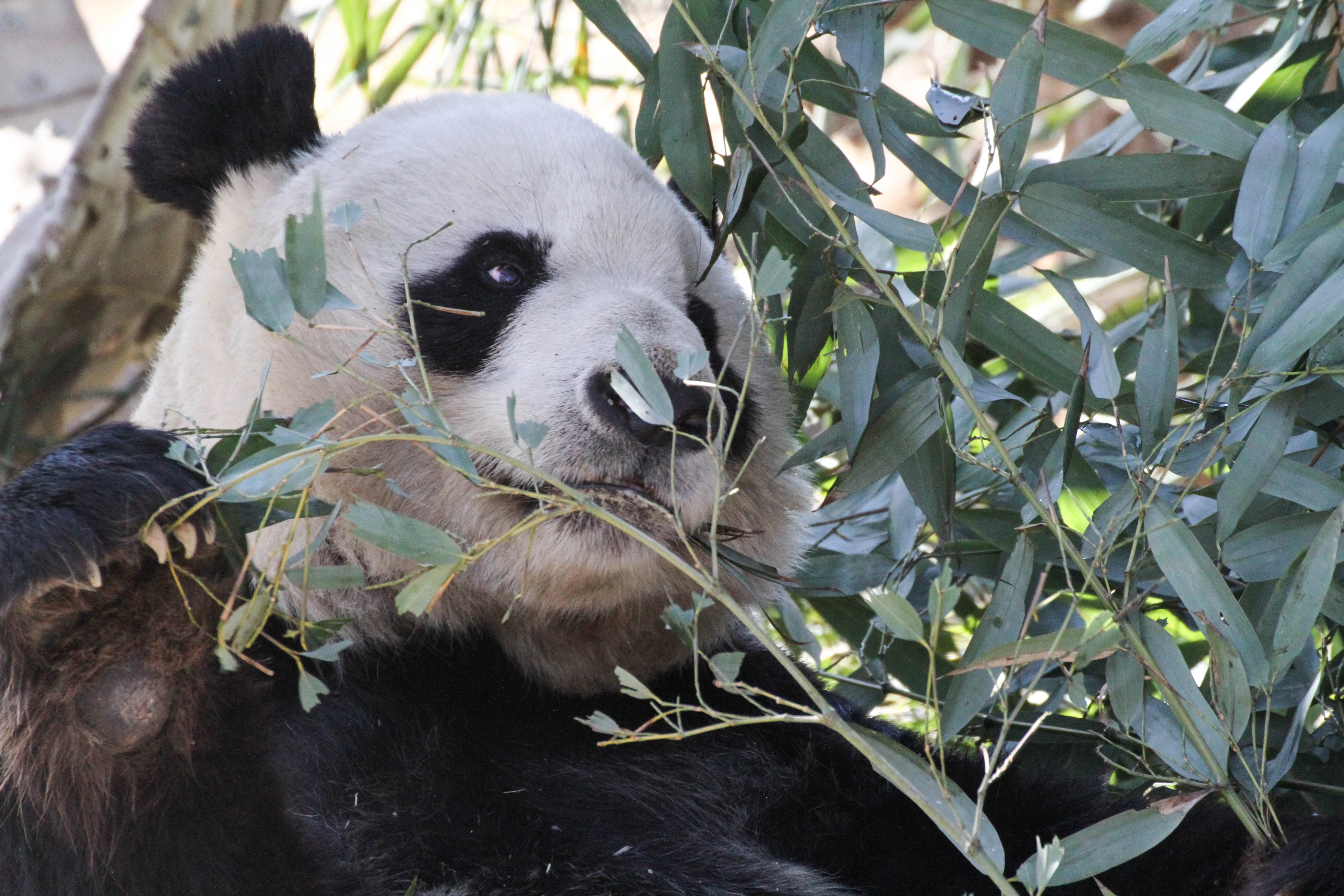 Beijing Zoo