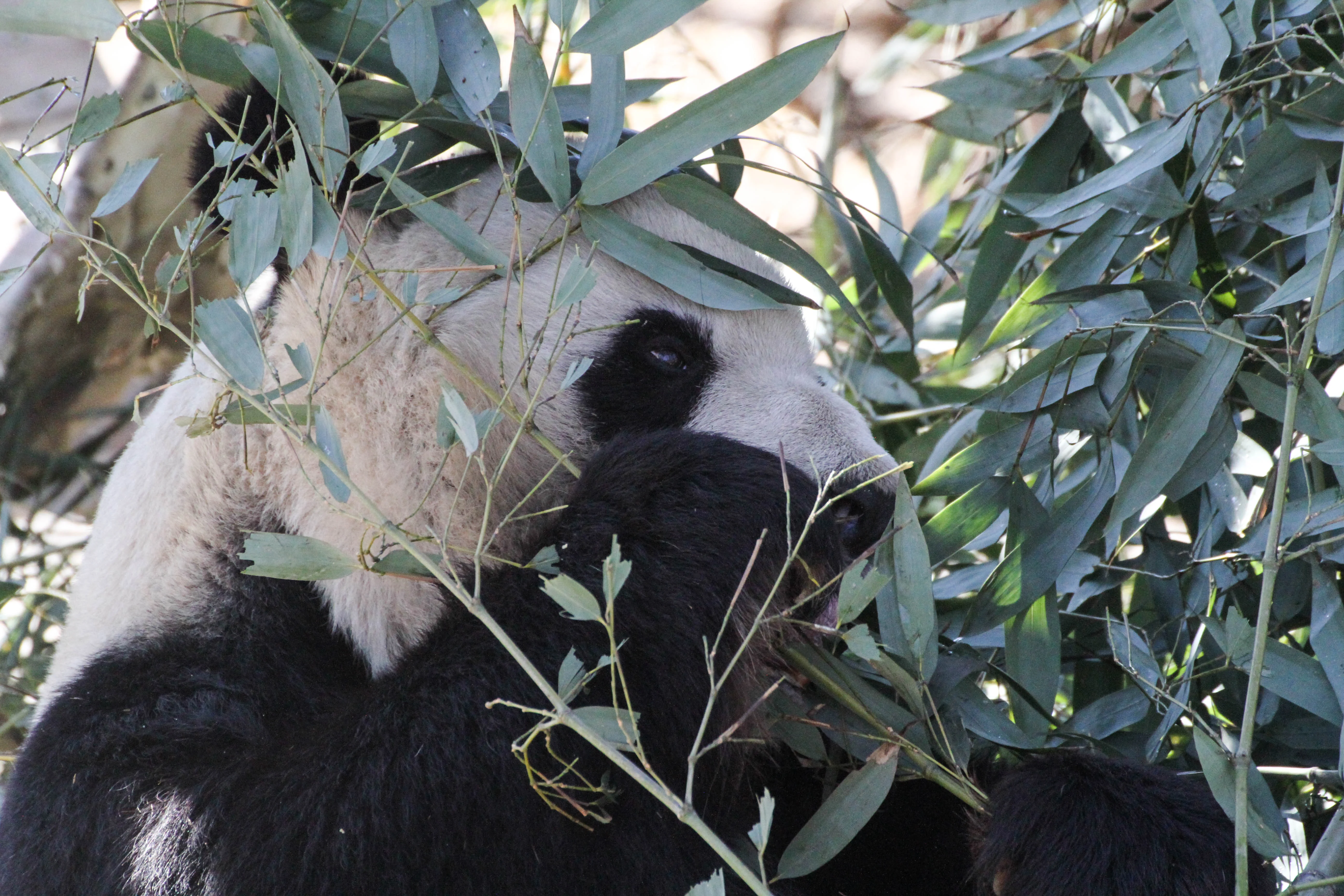 Beijing Zoo