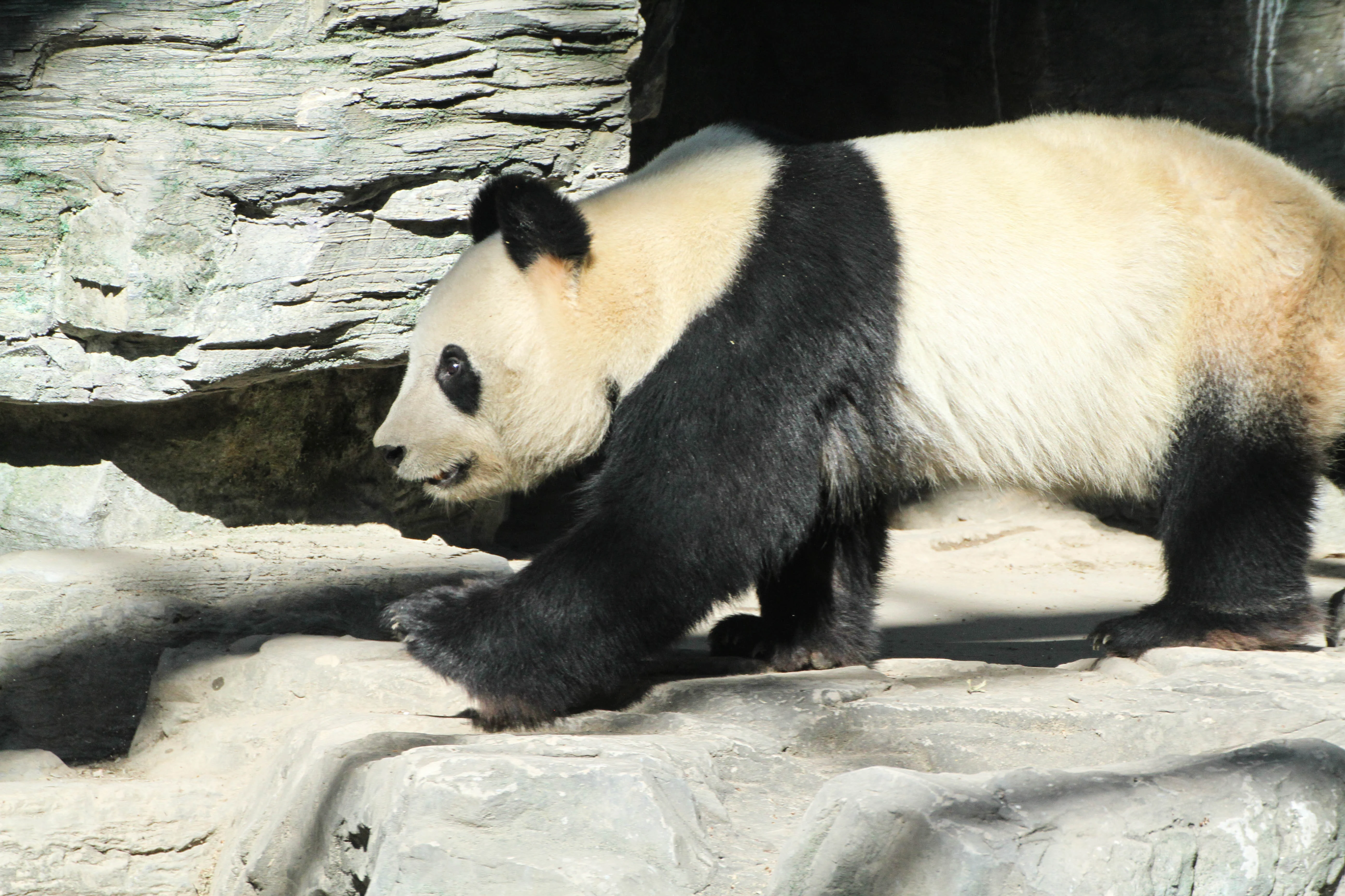 Beijing Zoo