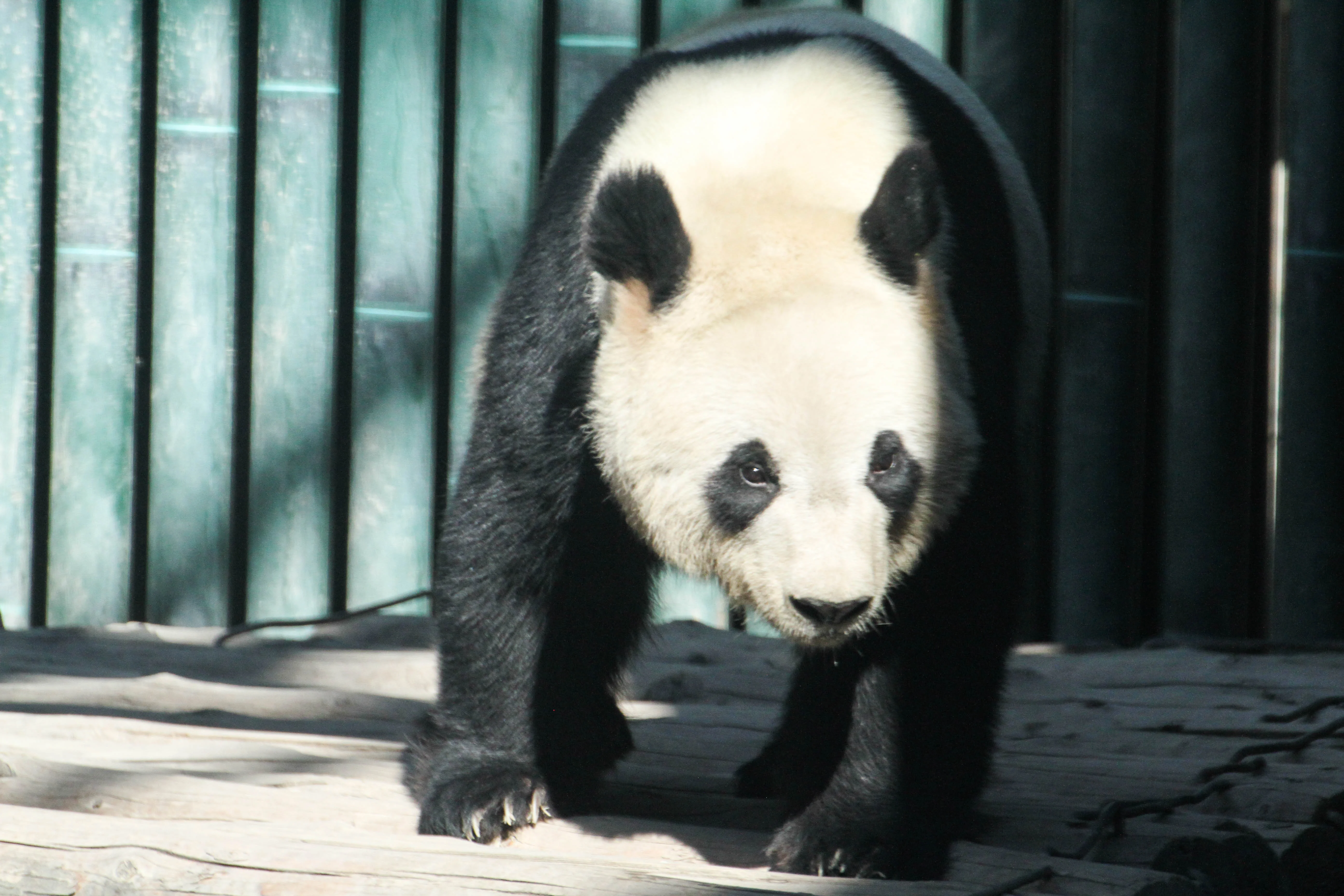 Beijing Zoo