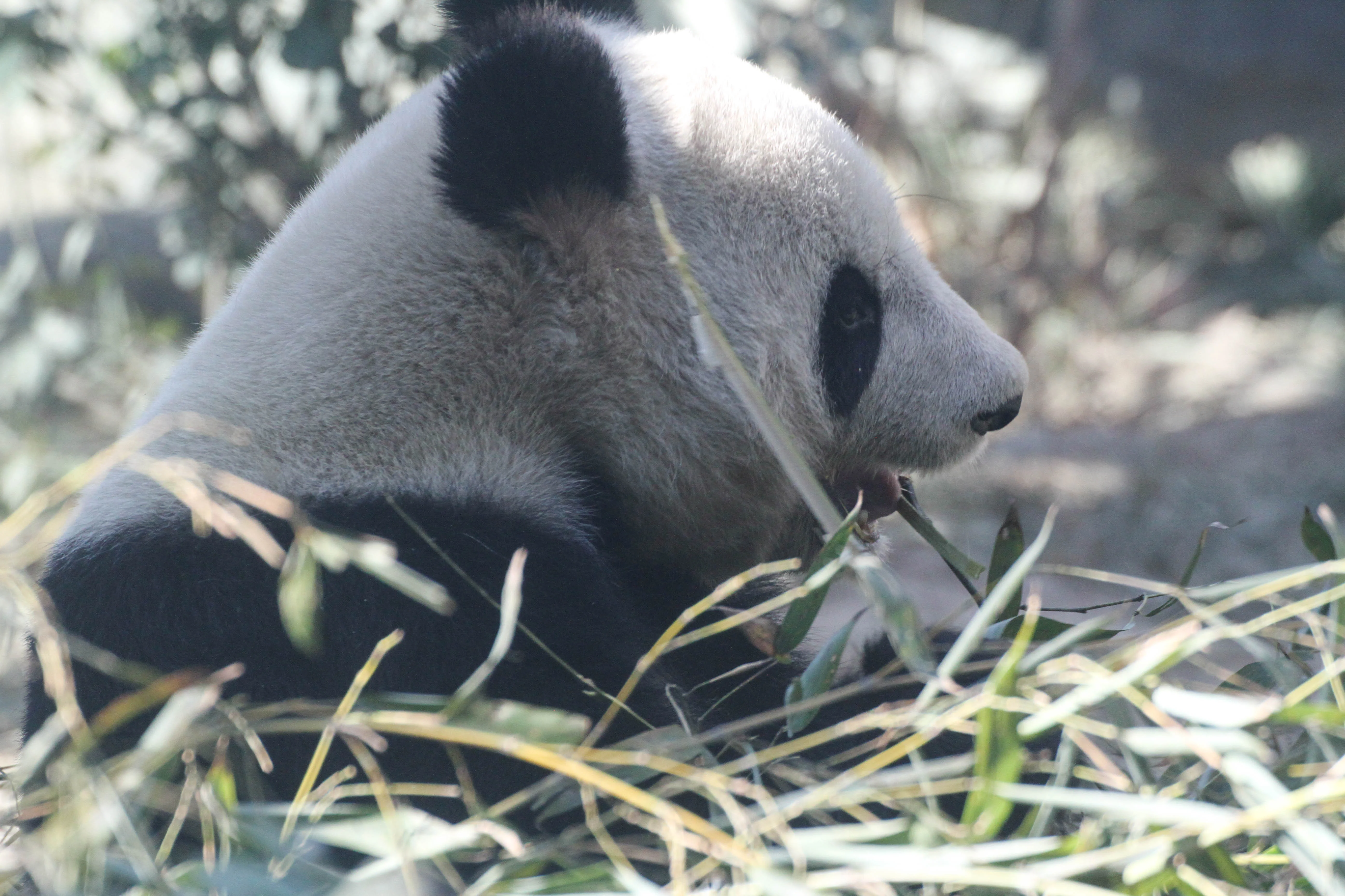 Beijing Zoo