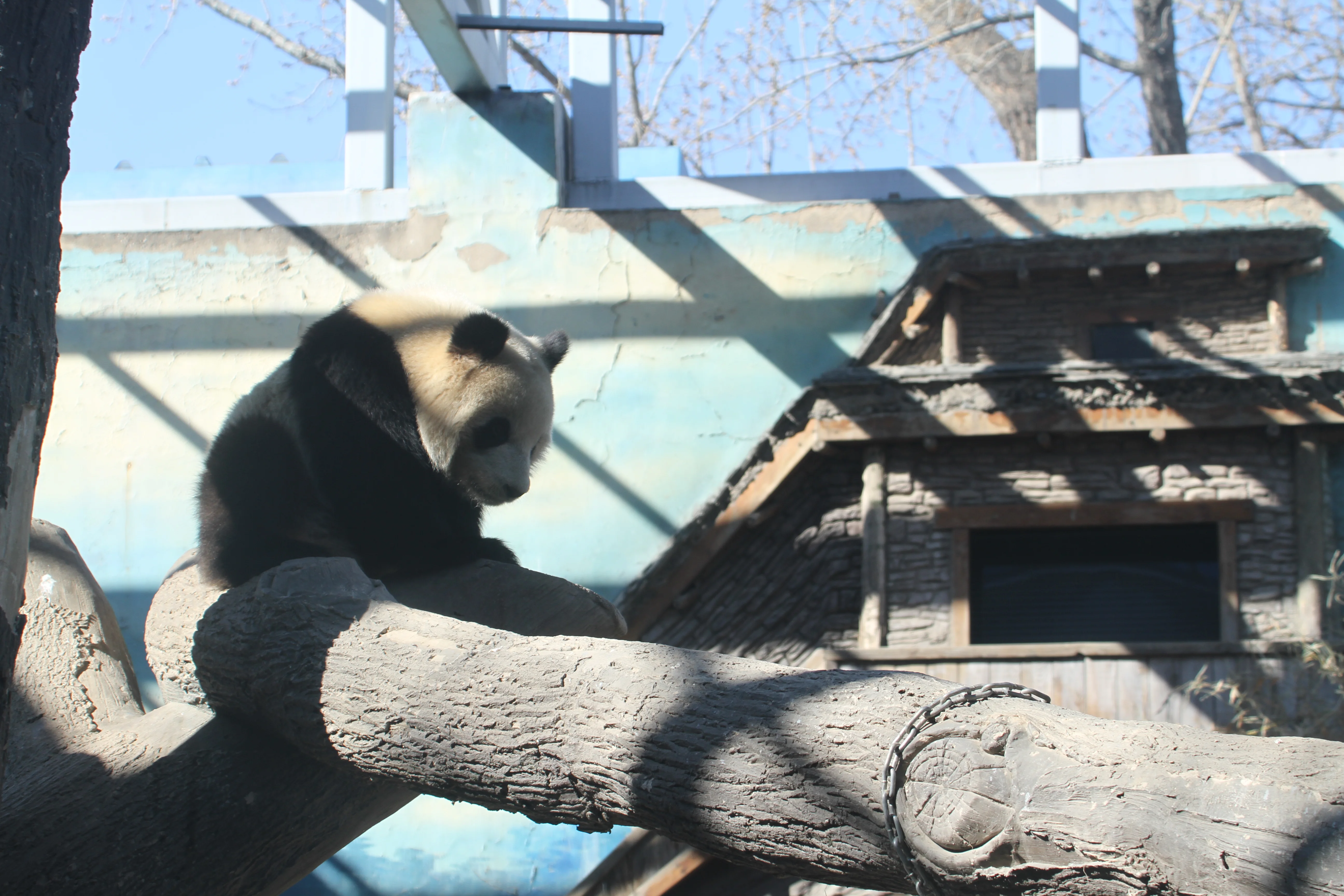 Beijing Zoo