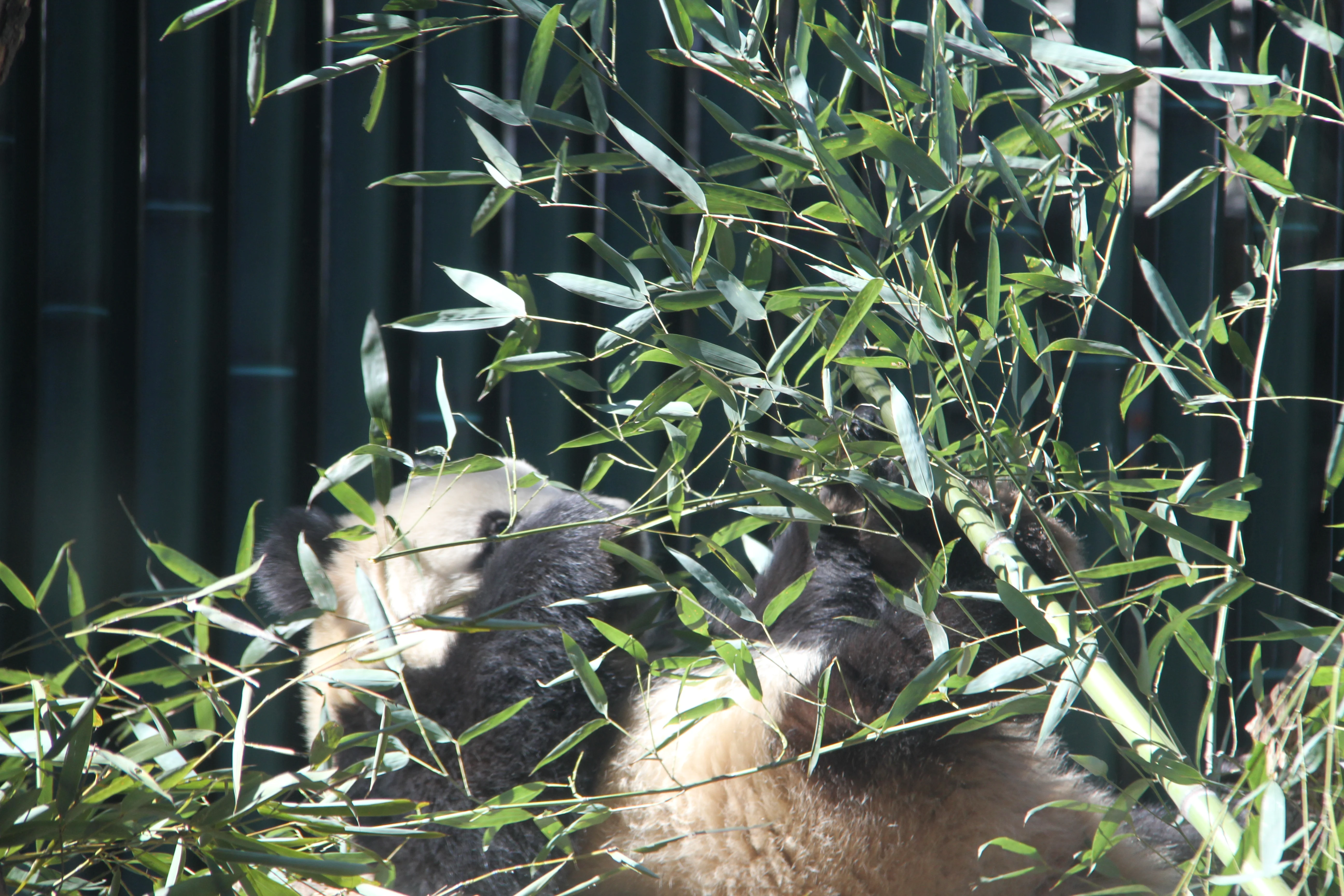 Beijing Zoo