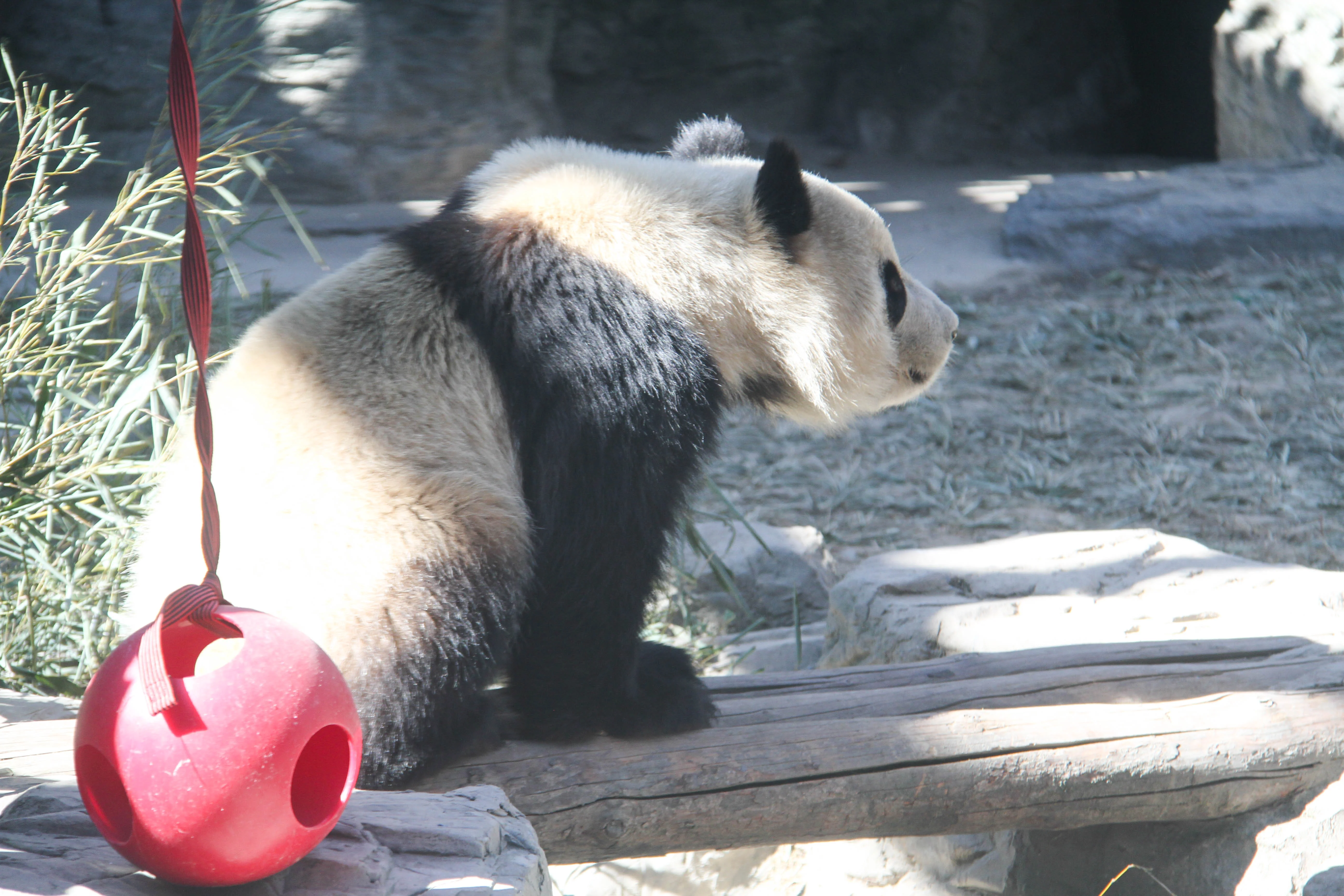 Beijing Zoo