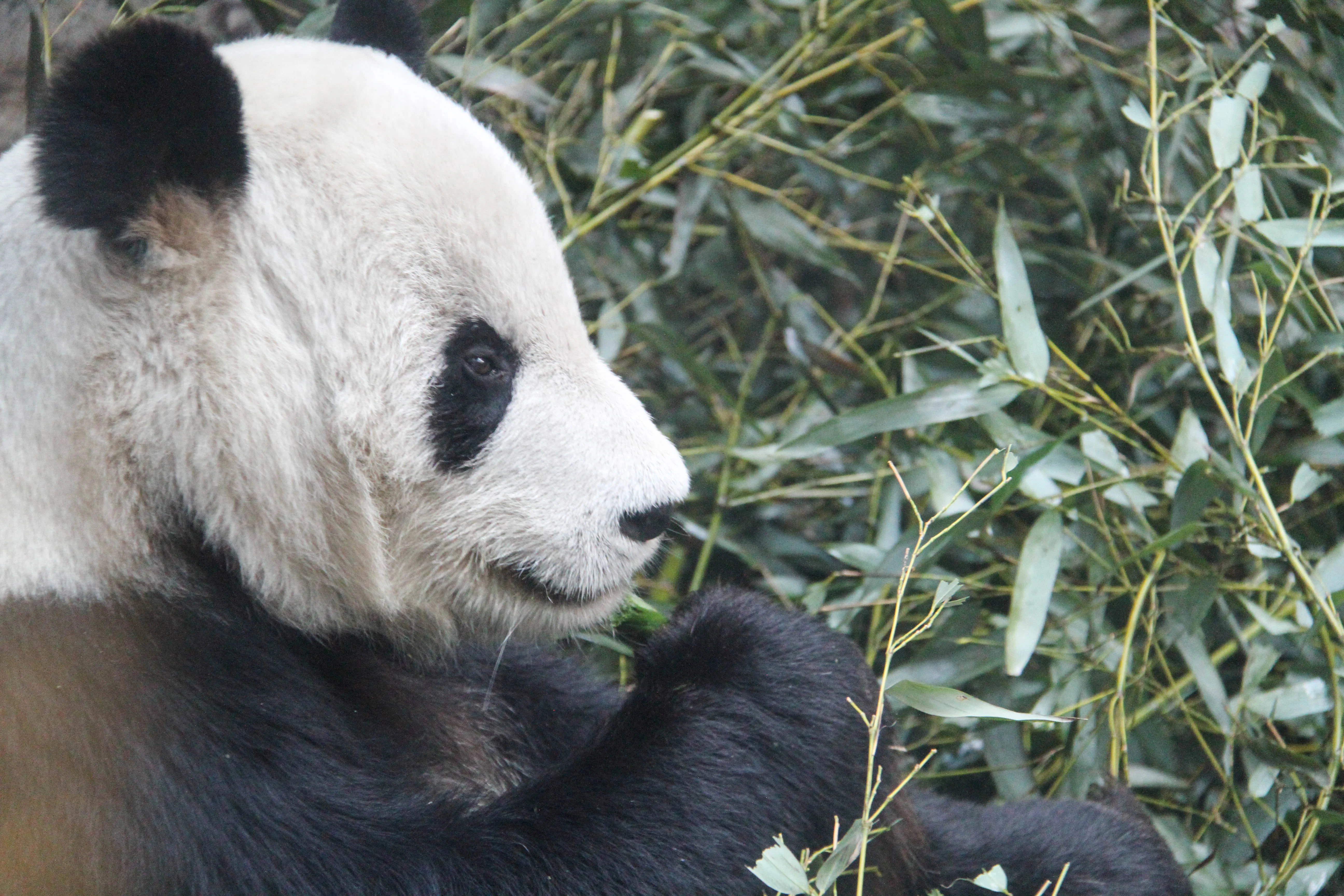 Beijing Zoo