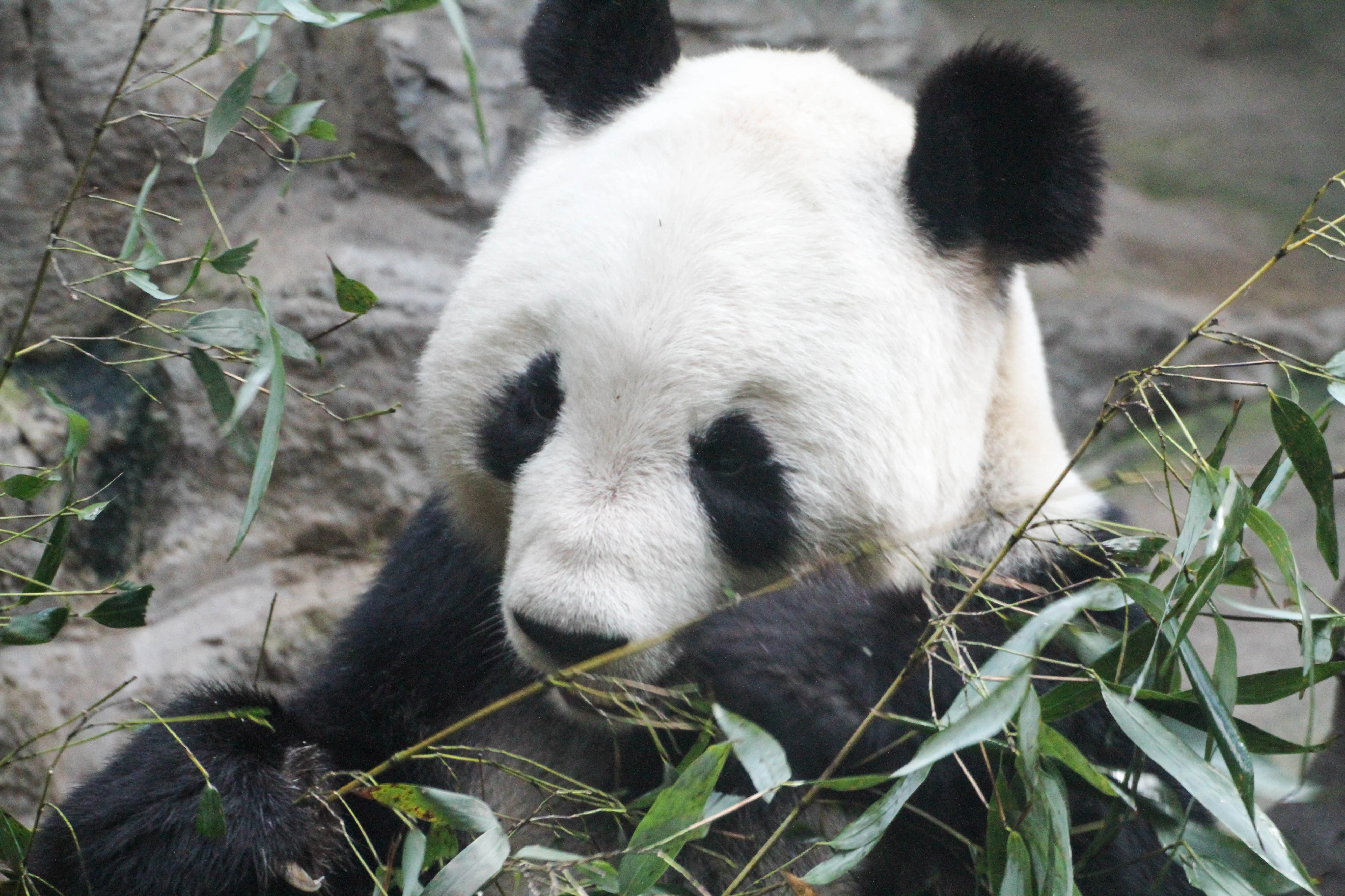 Beijing Zoo