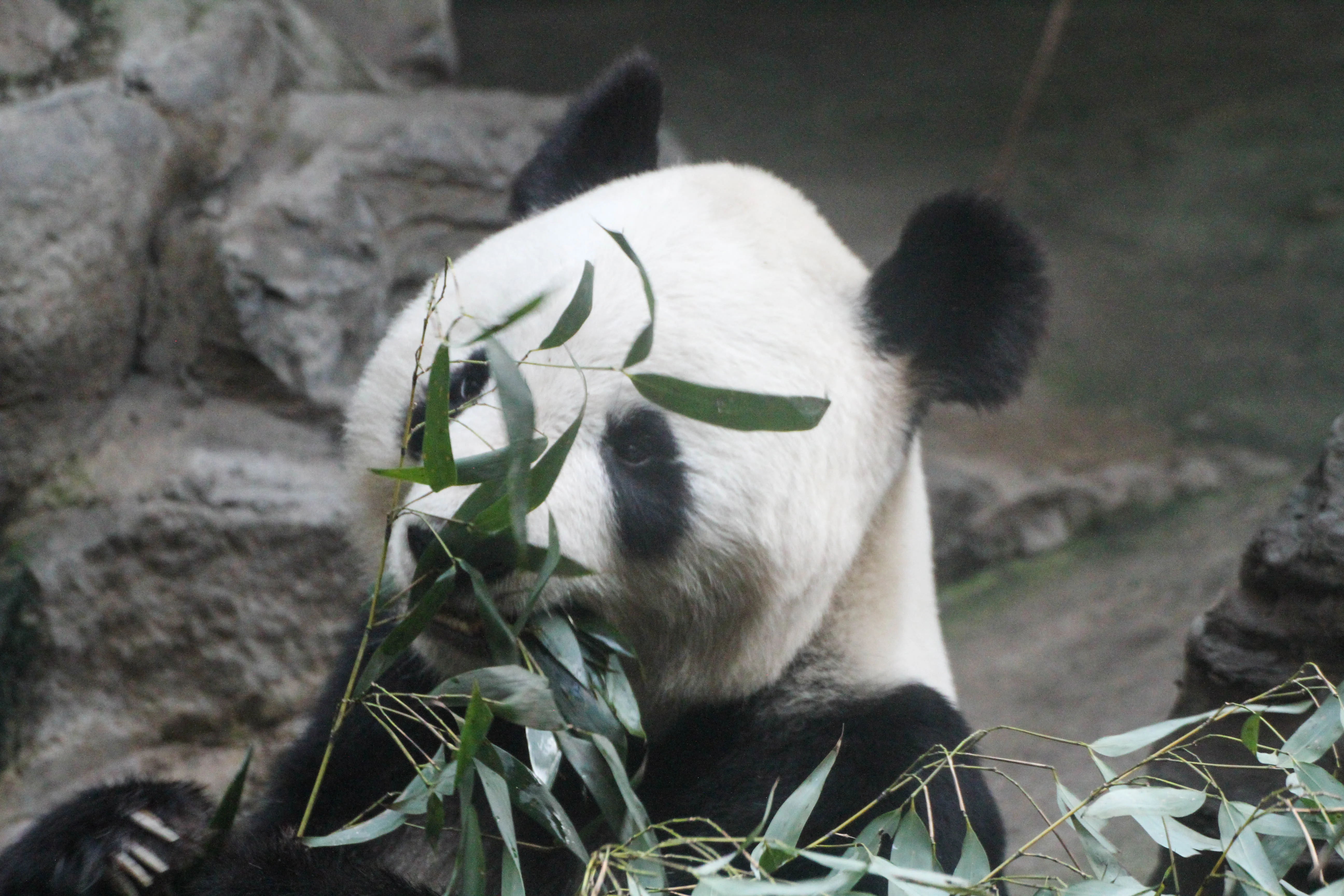 Beijing Zoo