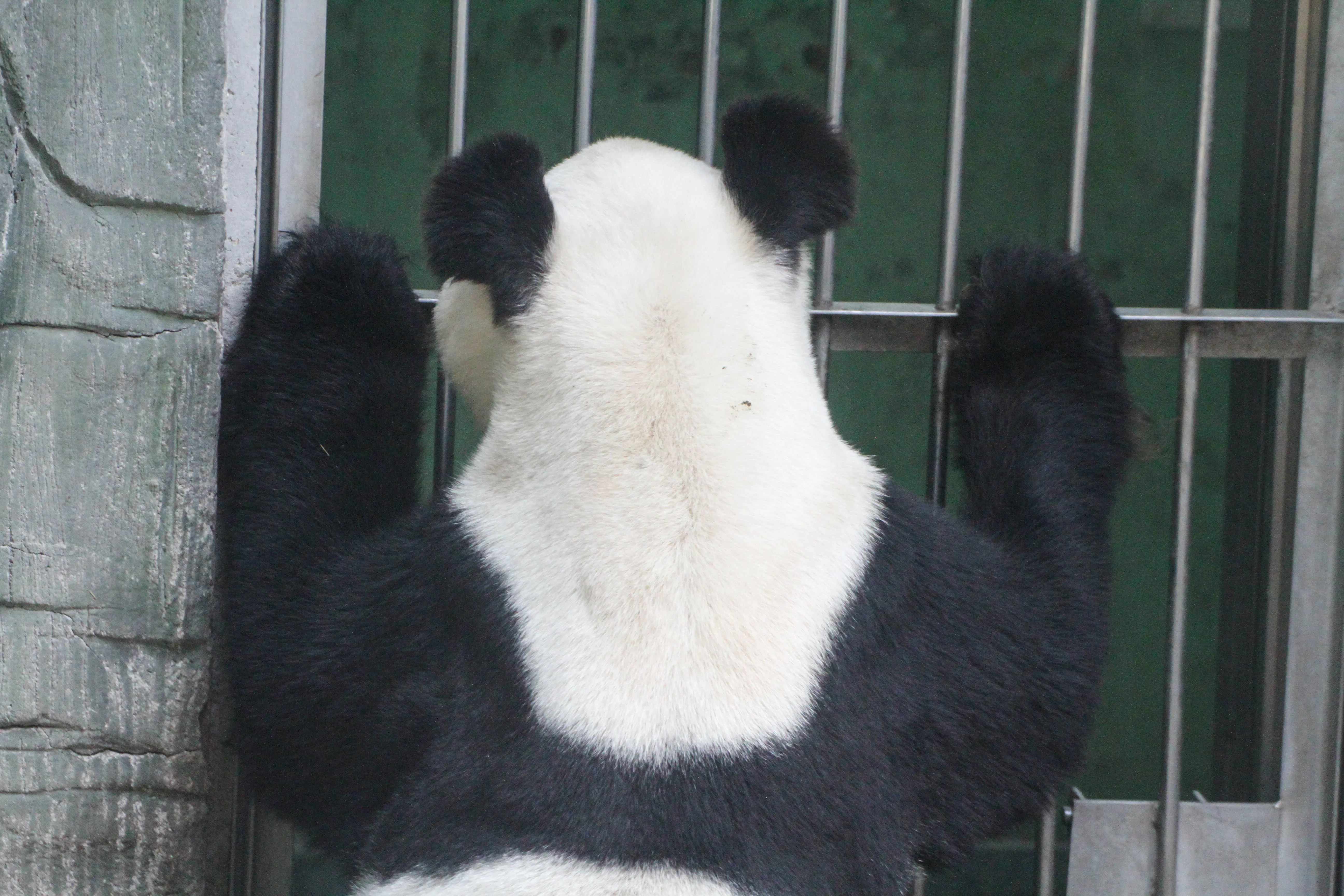 Beijing Zoo