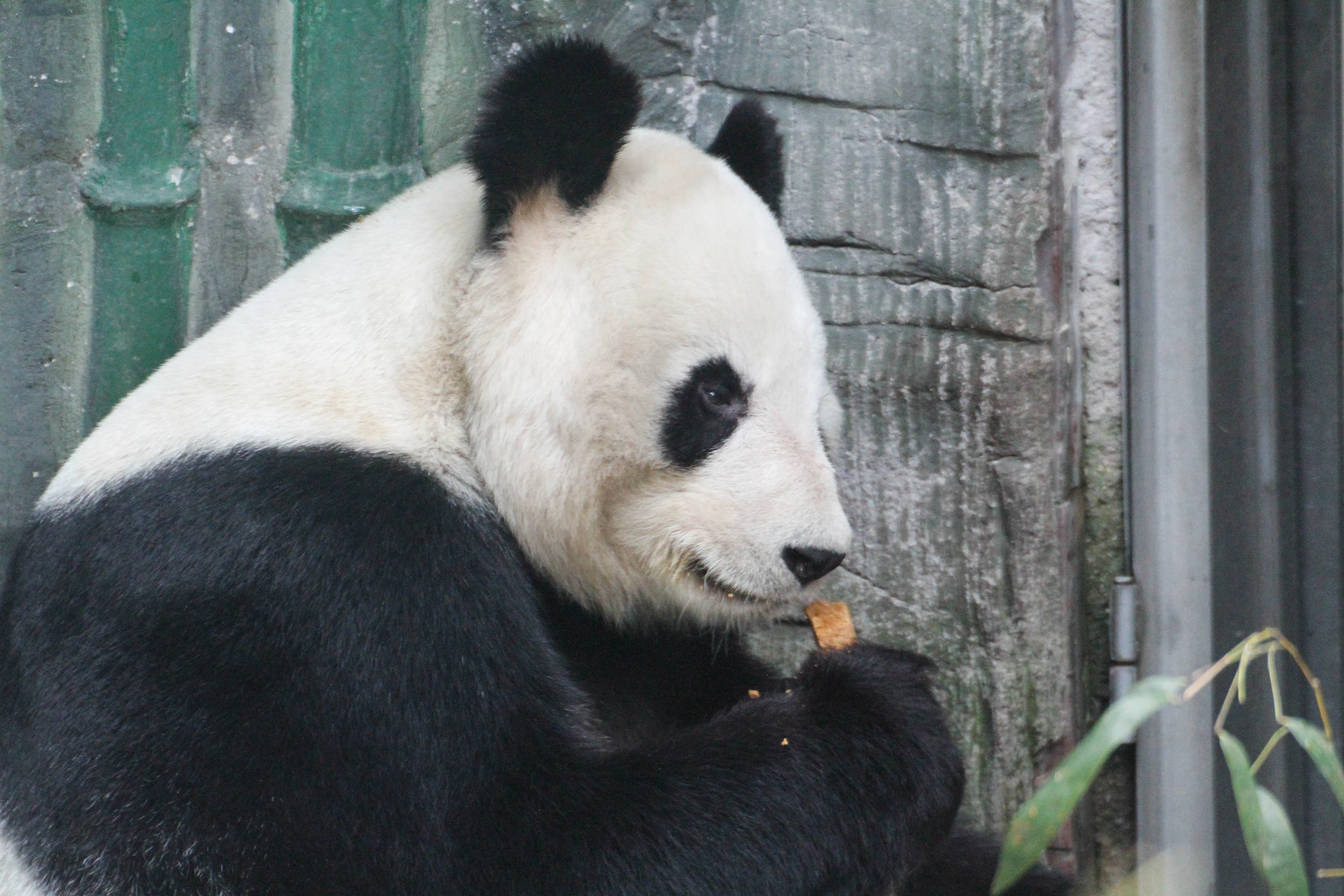 Beijing Zoo