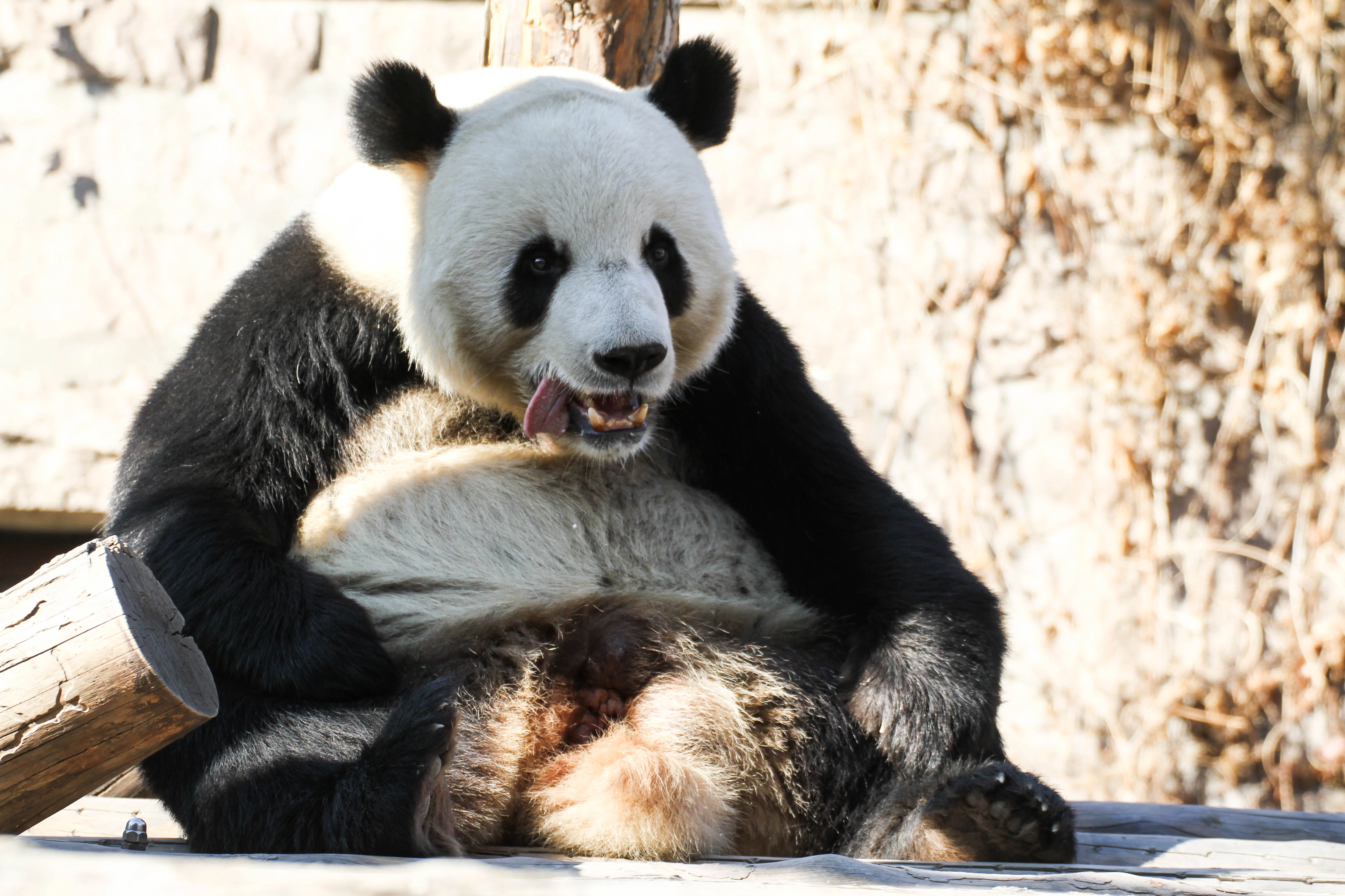 Beijing Zoo