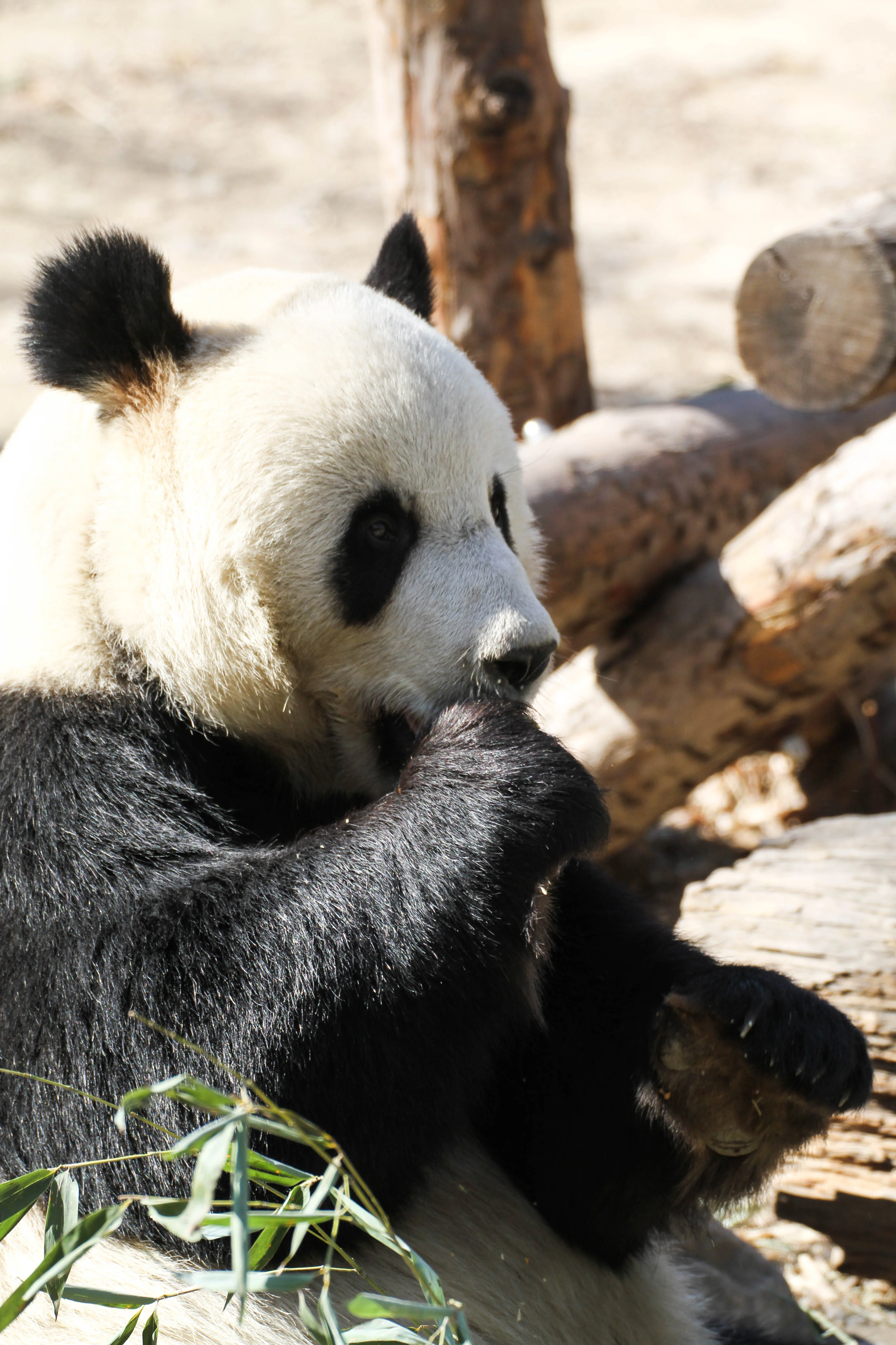 Beijing Zoo