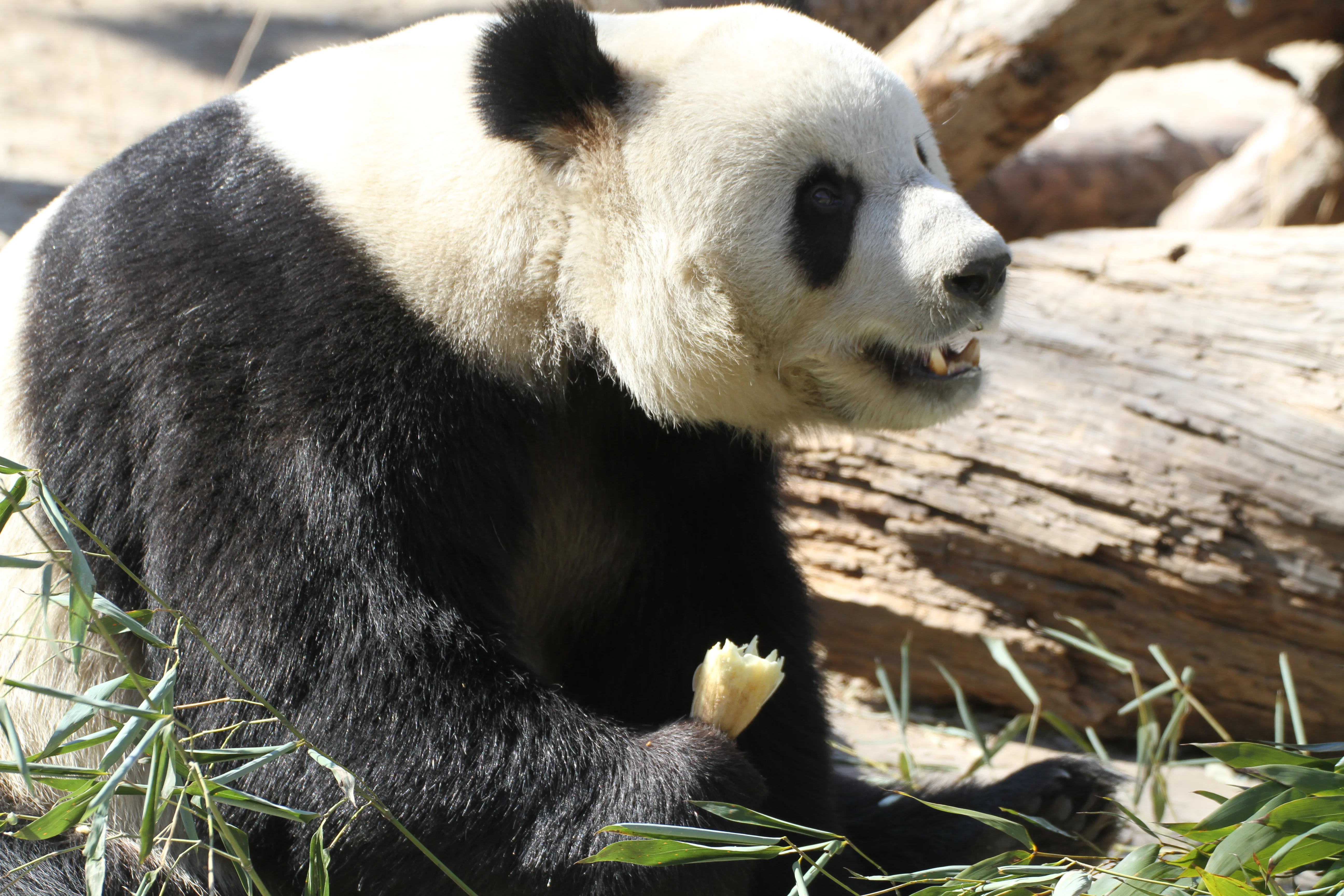 Beijing Zoo