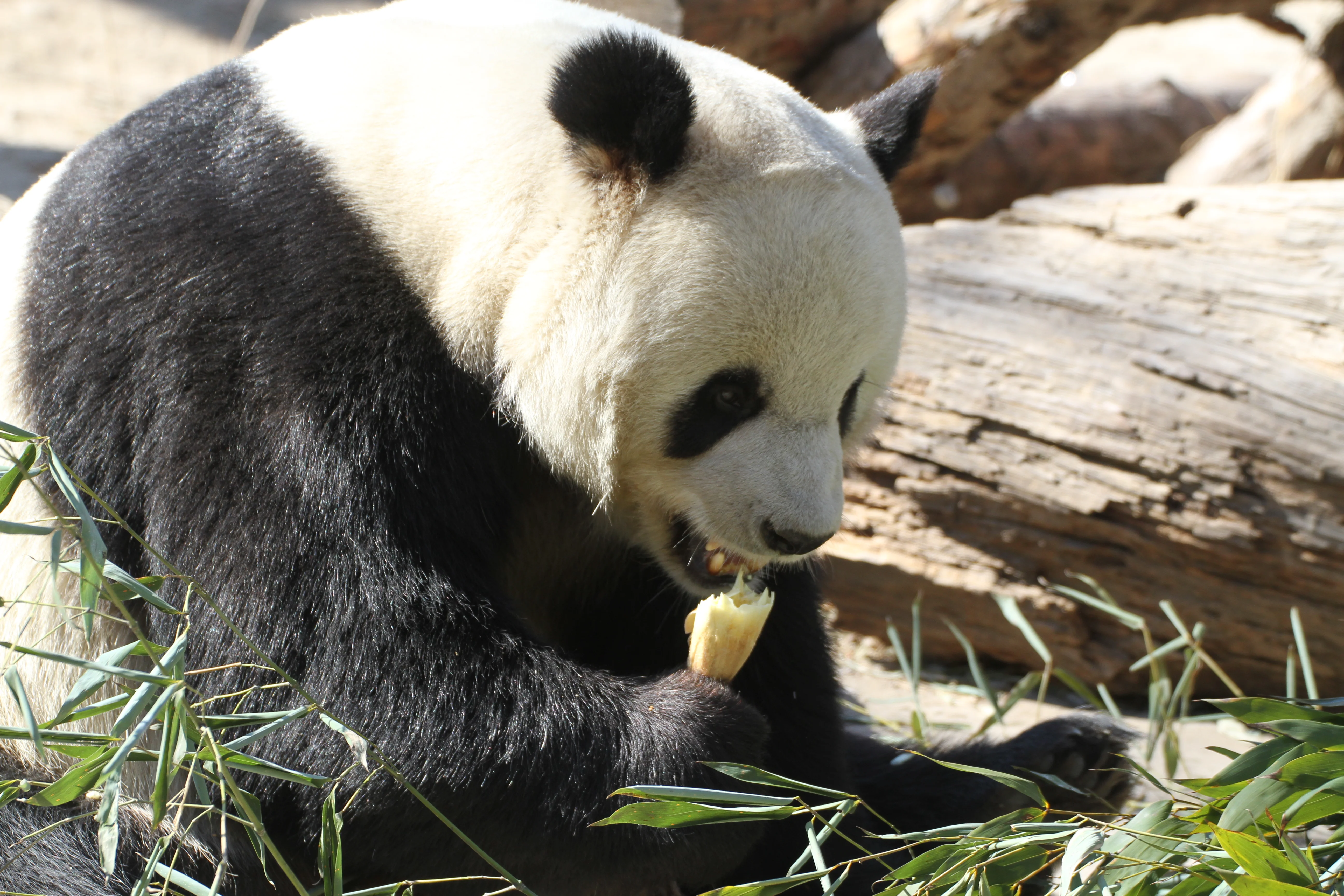 Beijing Zoo