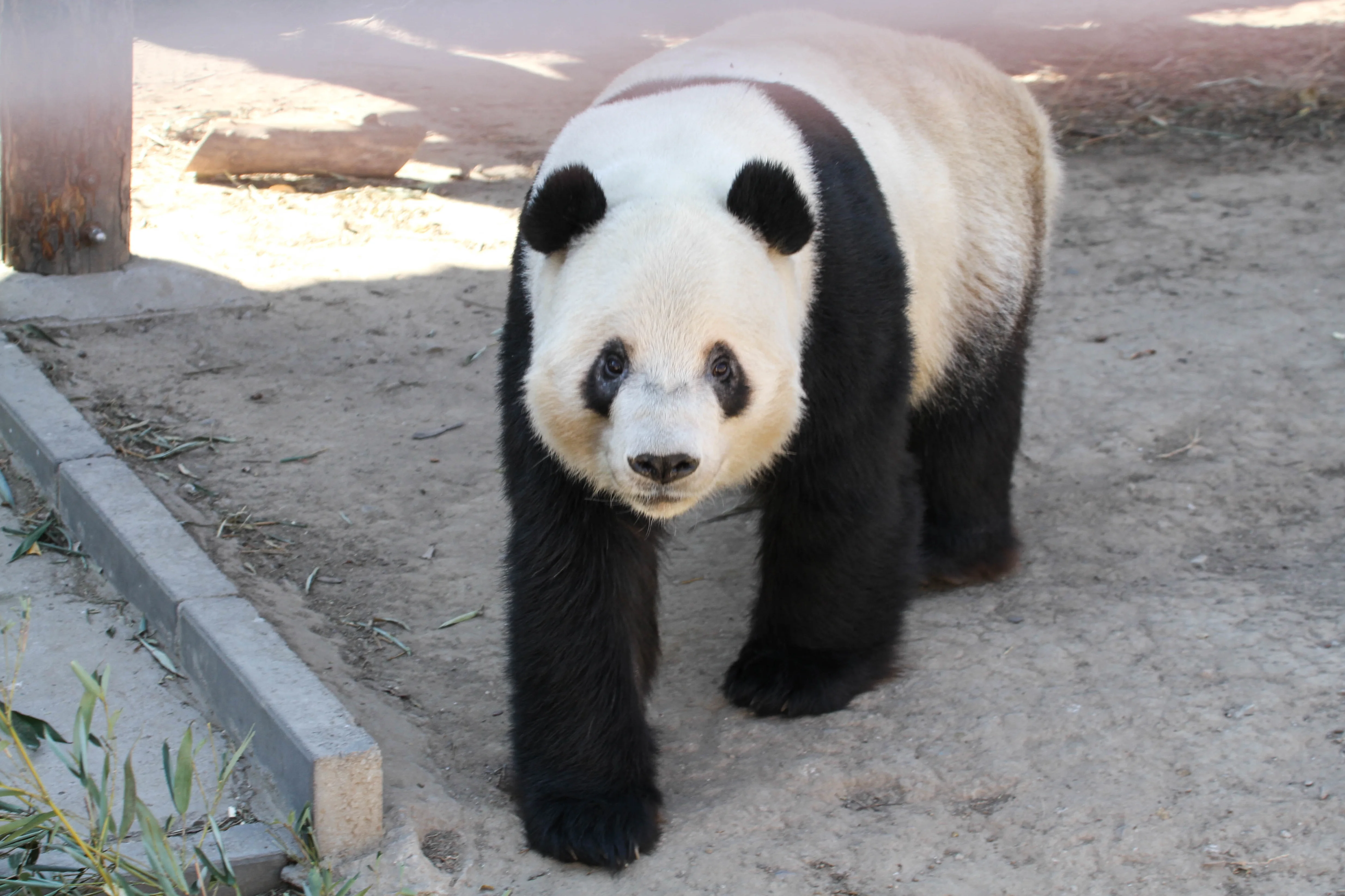Beijing Zoo