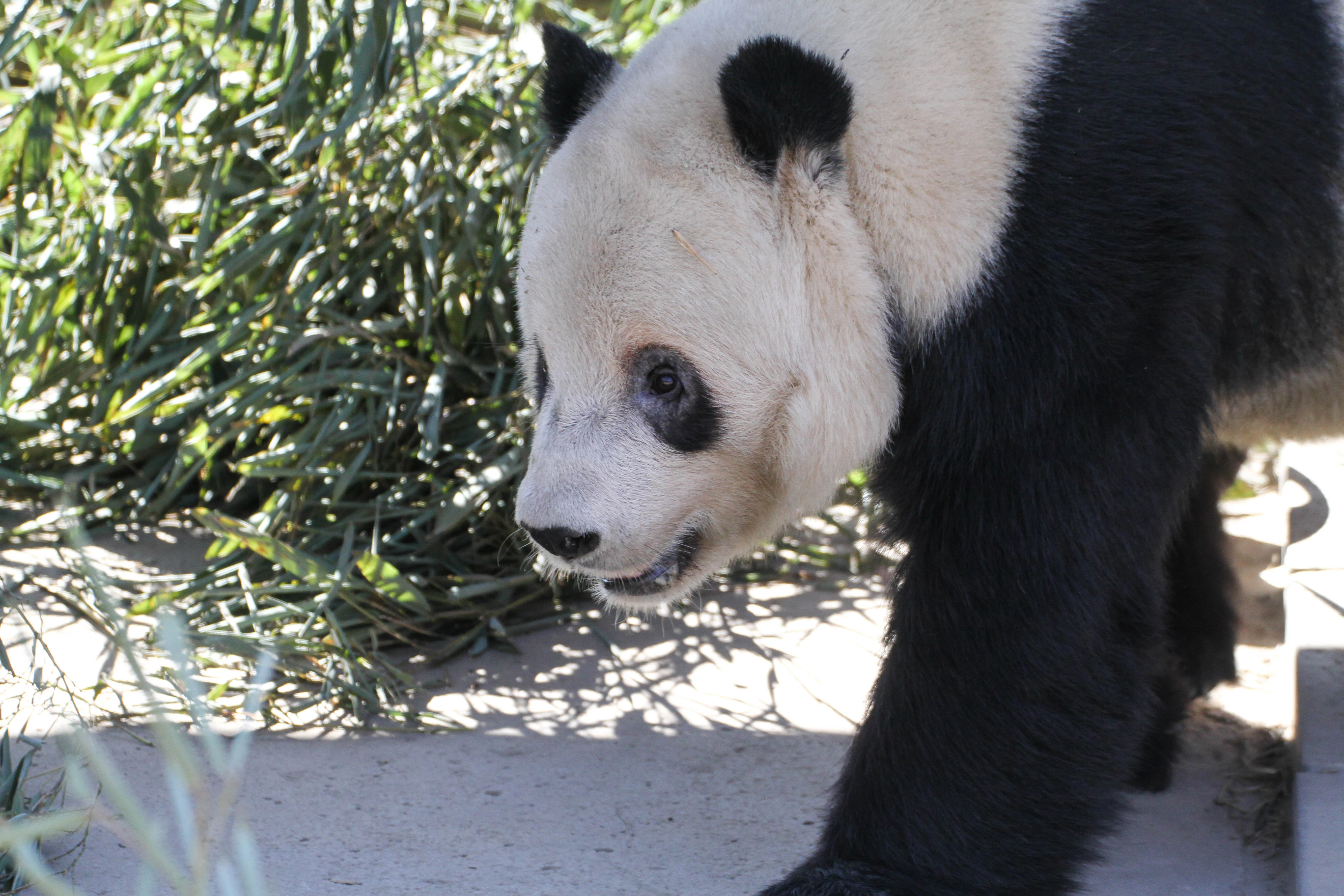 Beijing Zoo