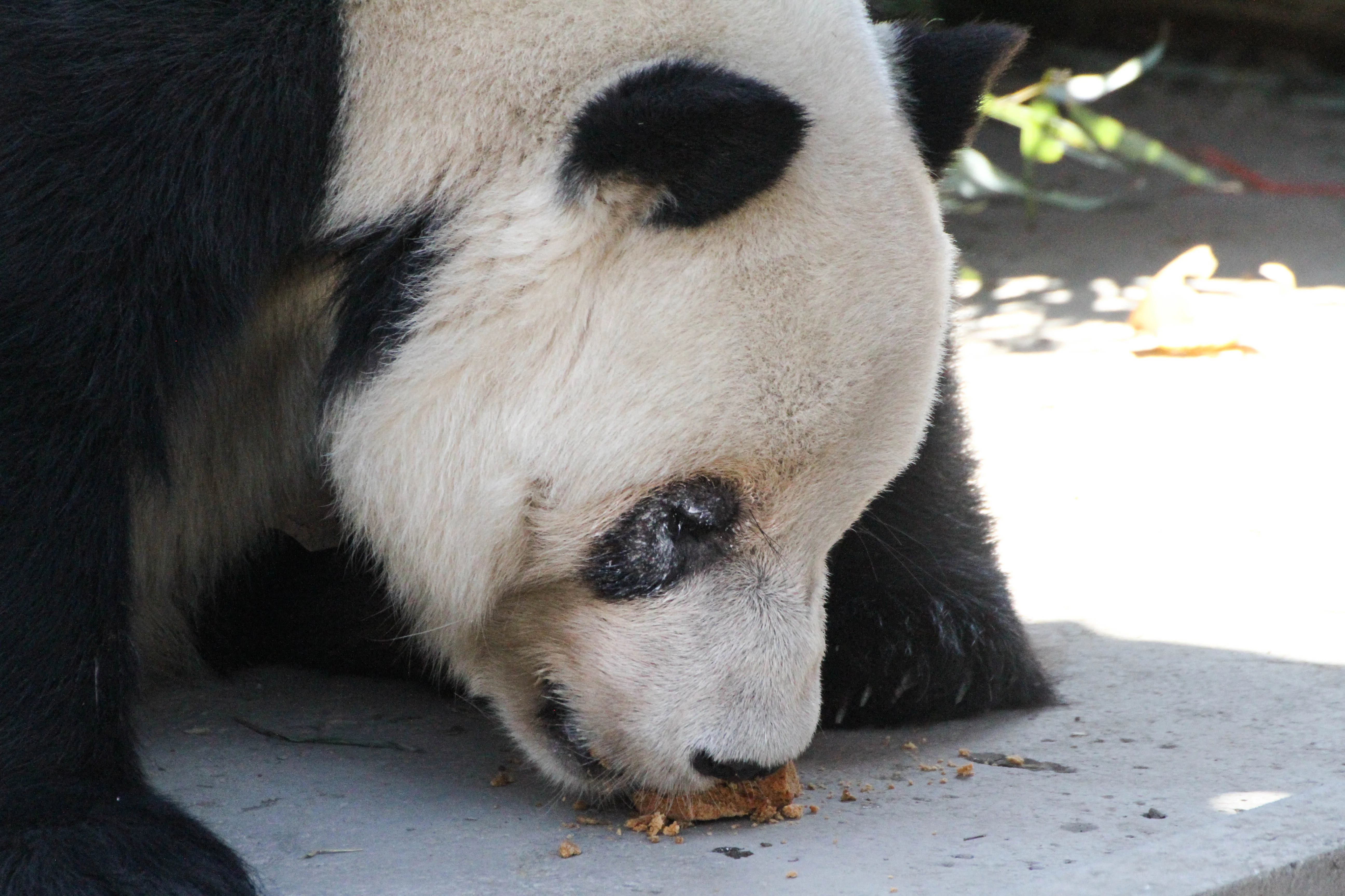 Beijing Zoo