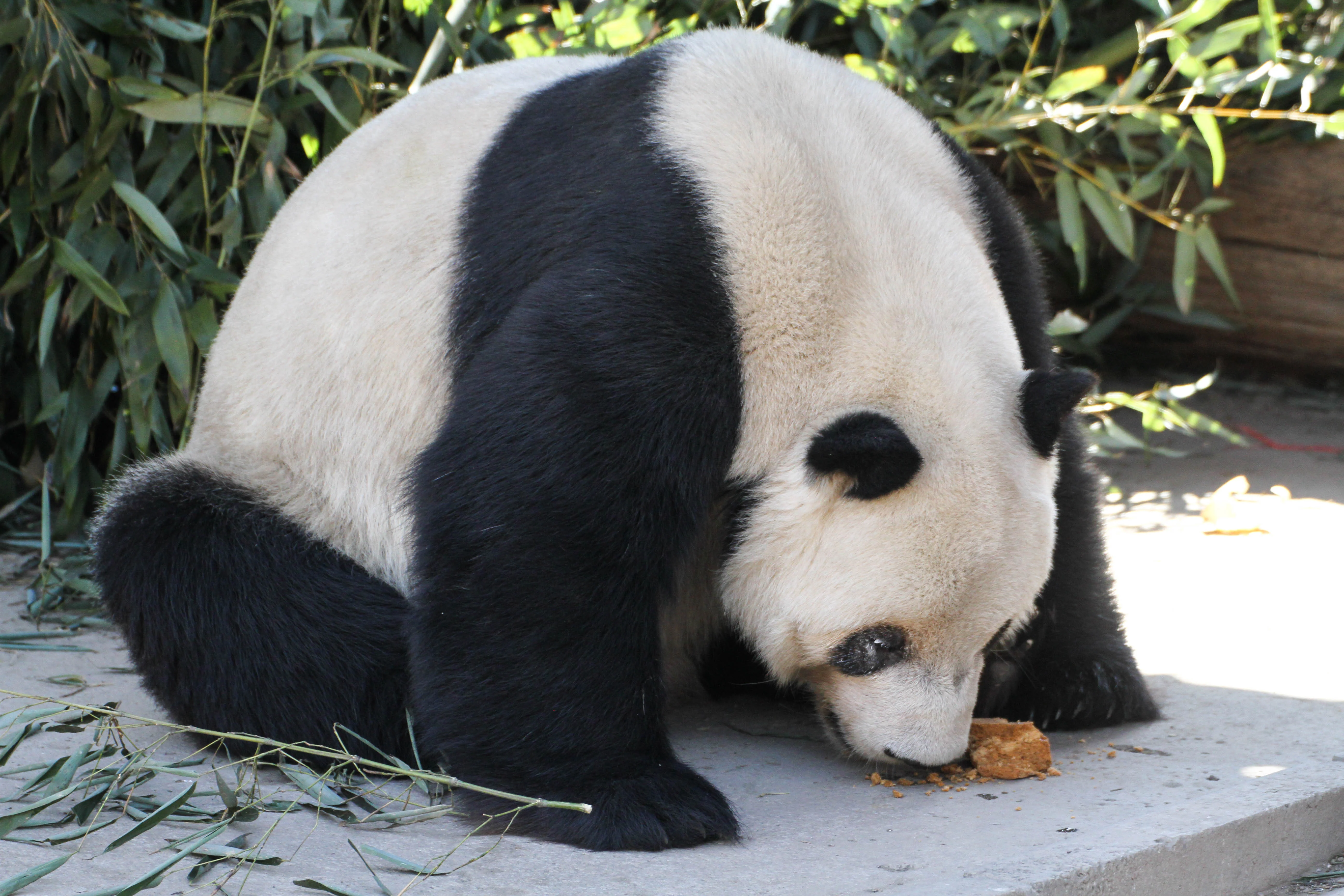 Beijing Zoo