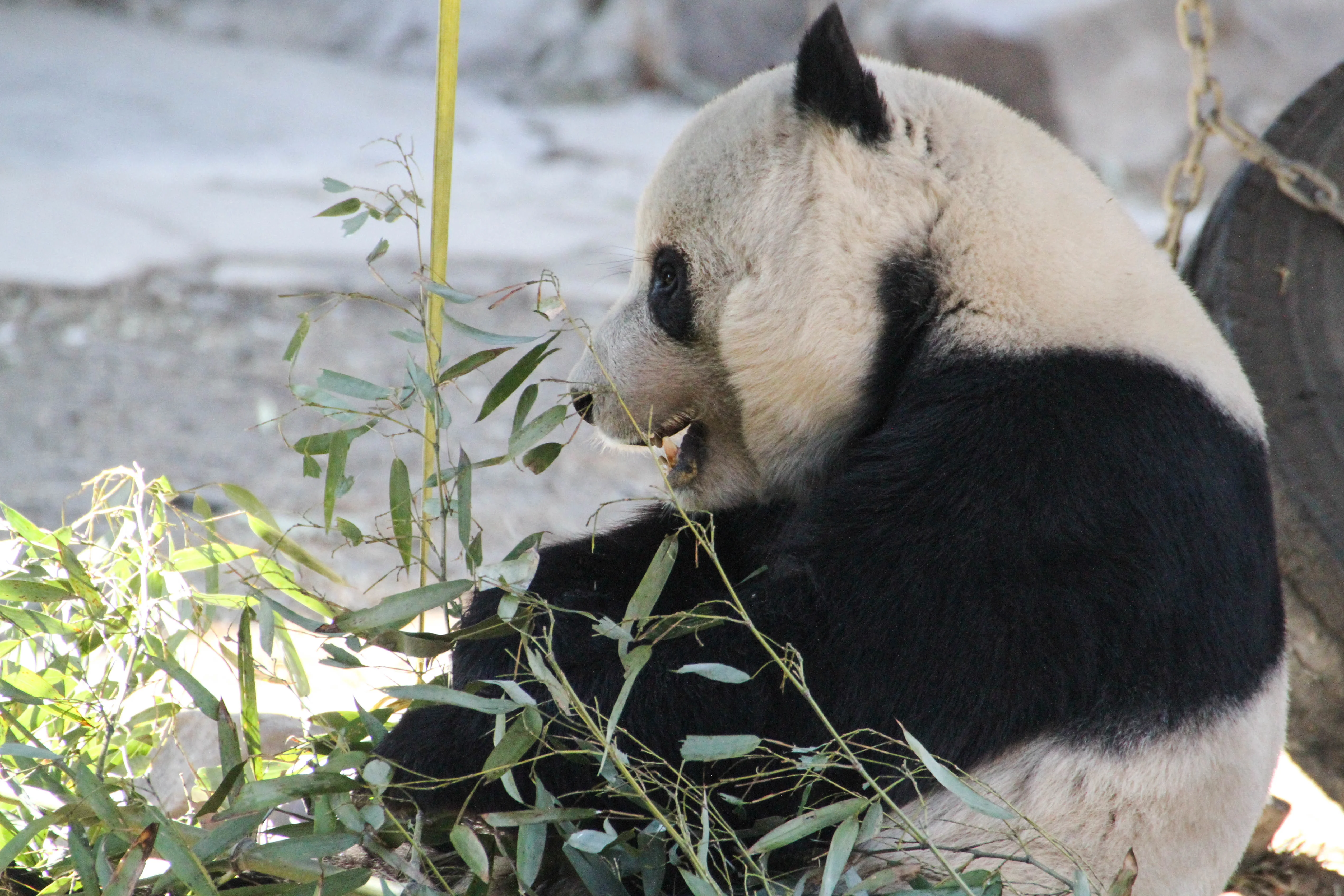 Beijing Zoo