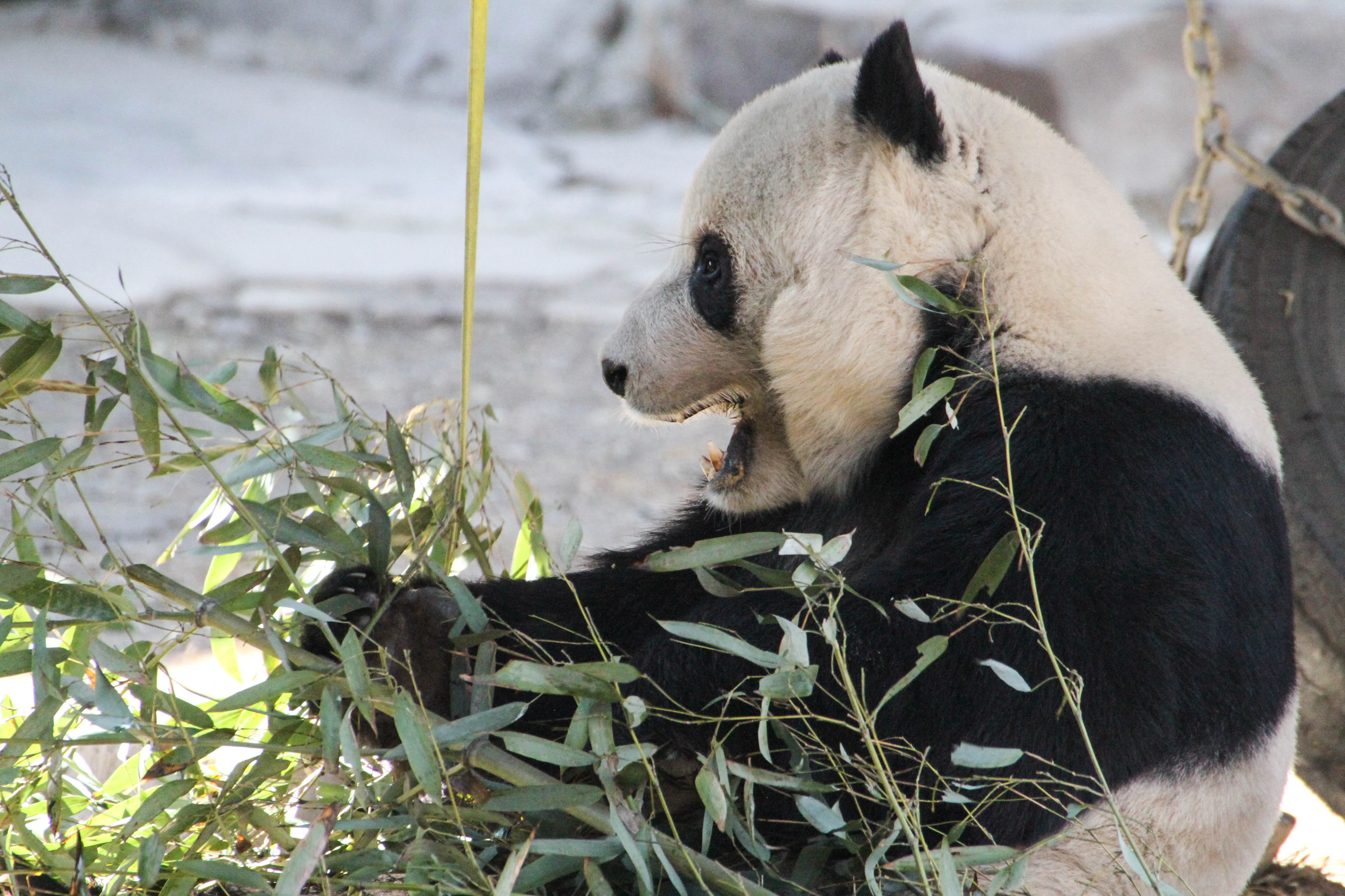 Beijing Zoo
