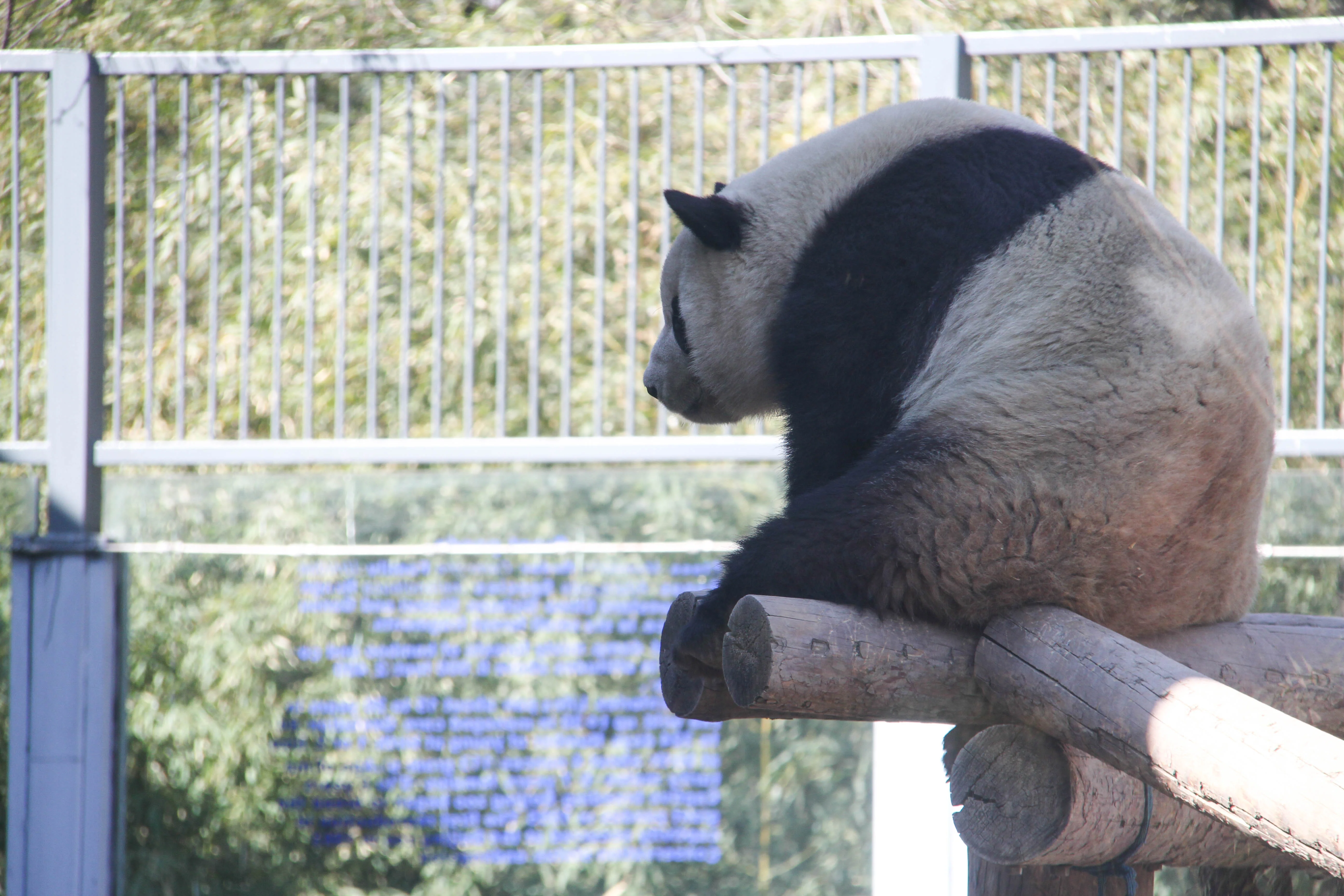 Beijing Zoo