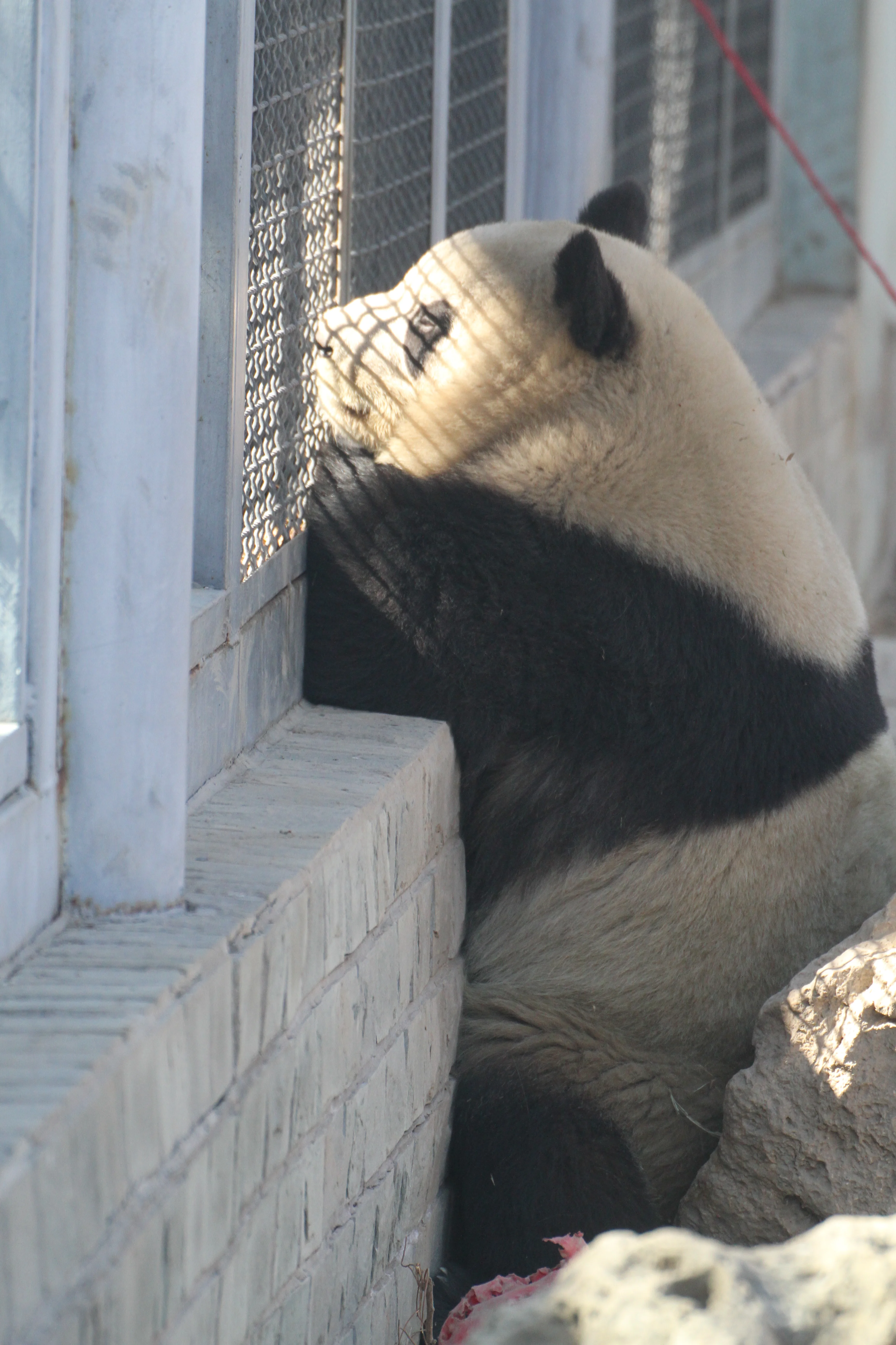 Beijing Zoo