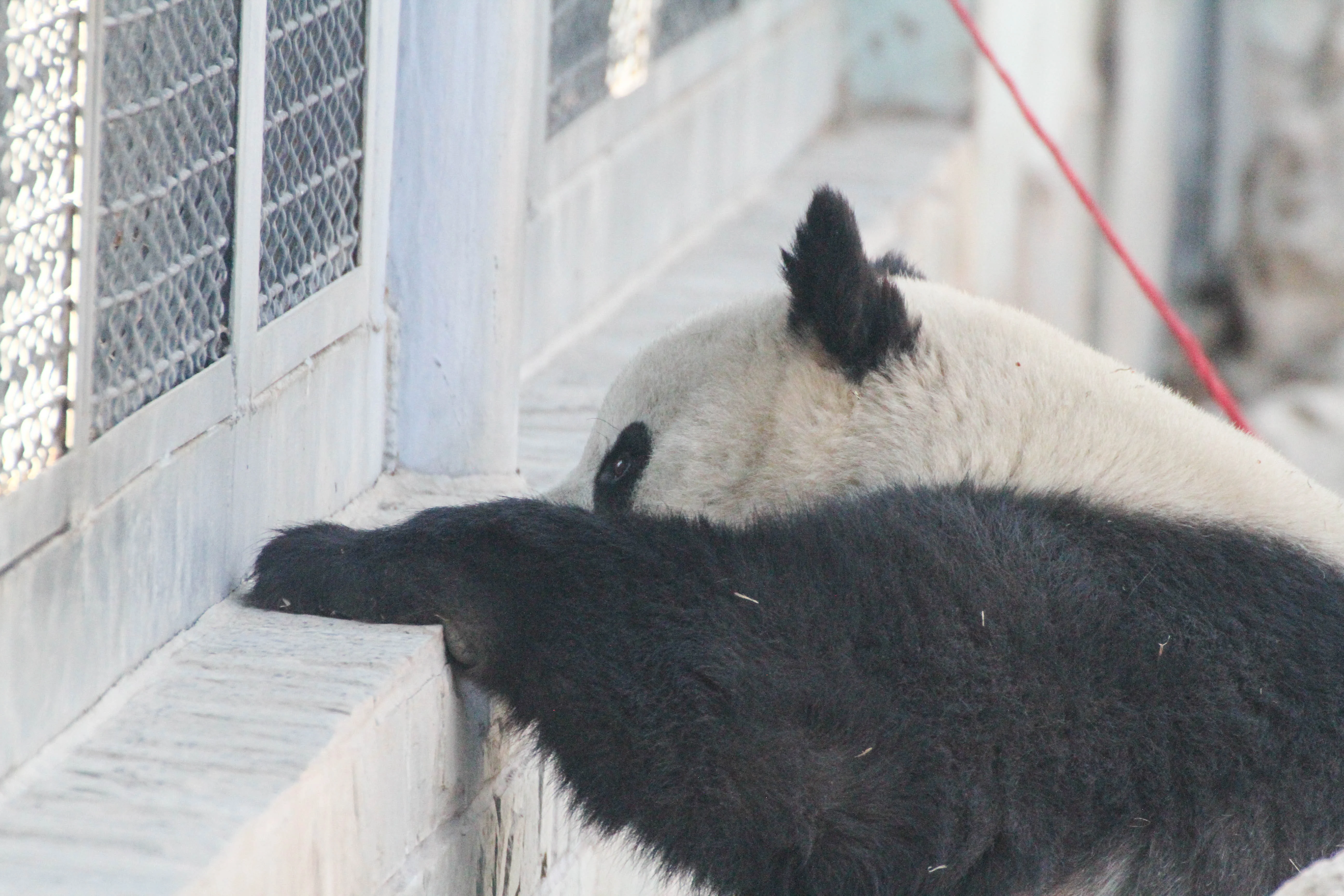 Beijing Zoo