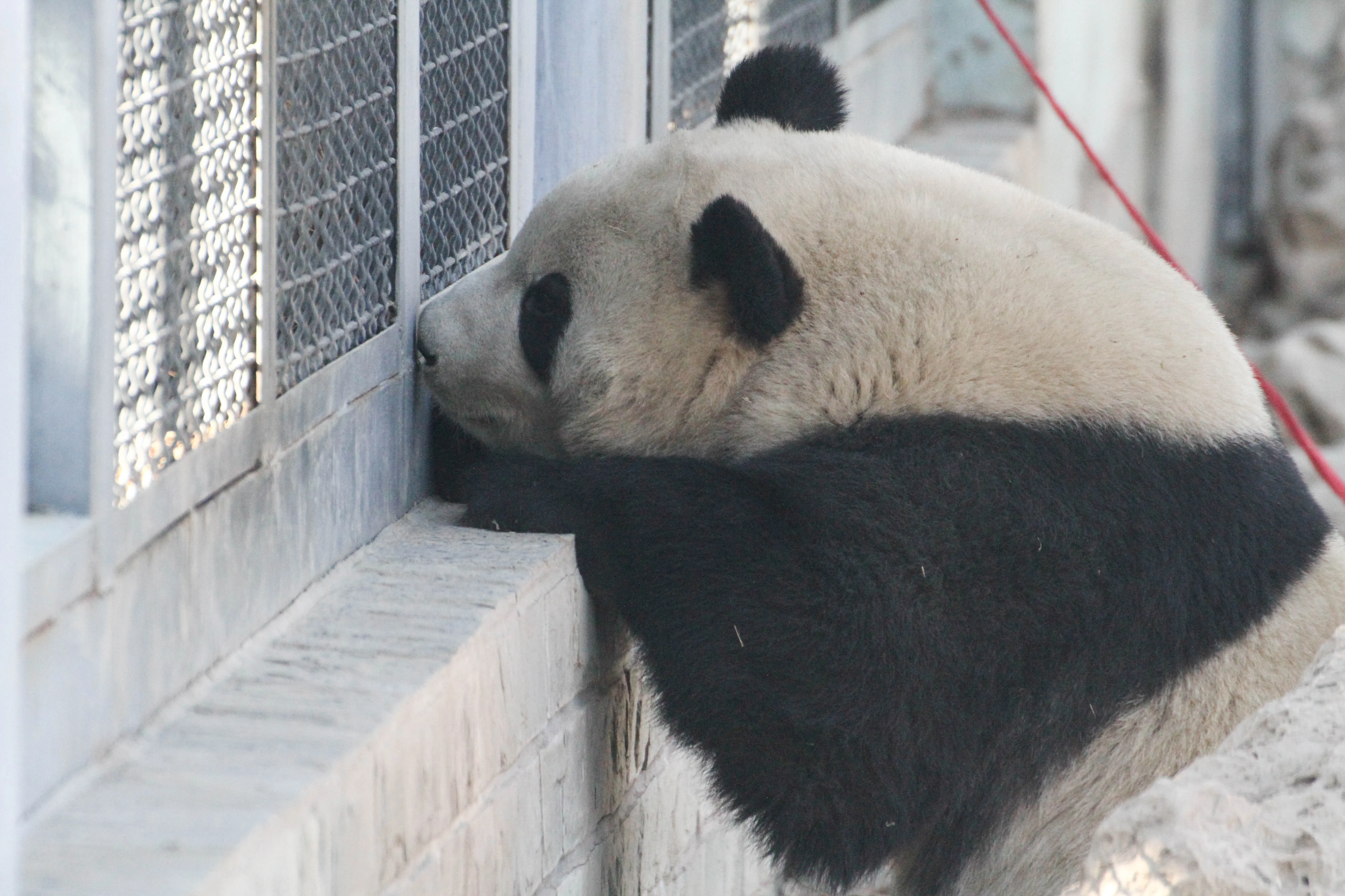 Beijing Zoo