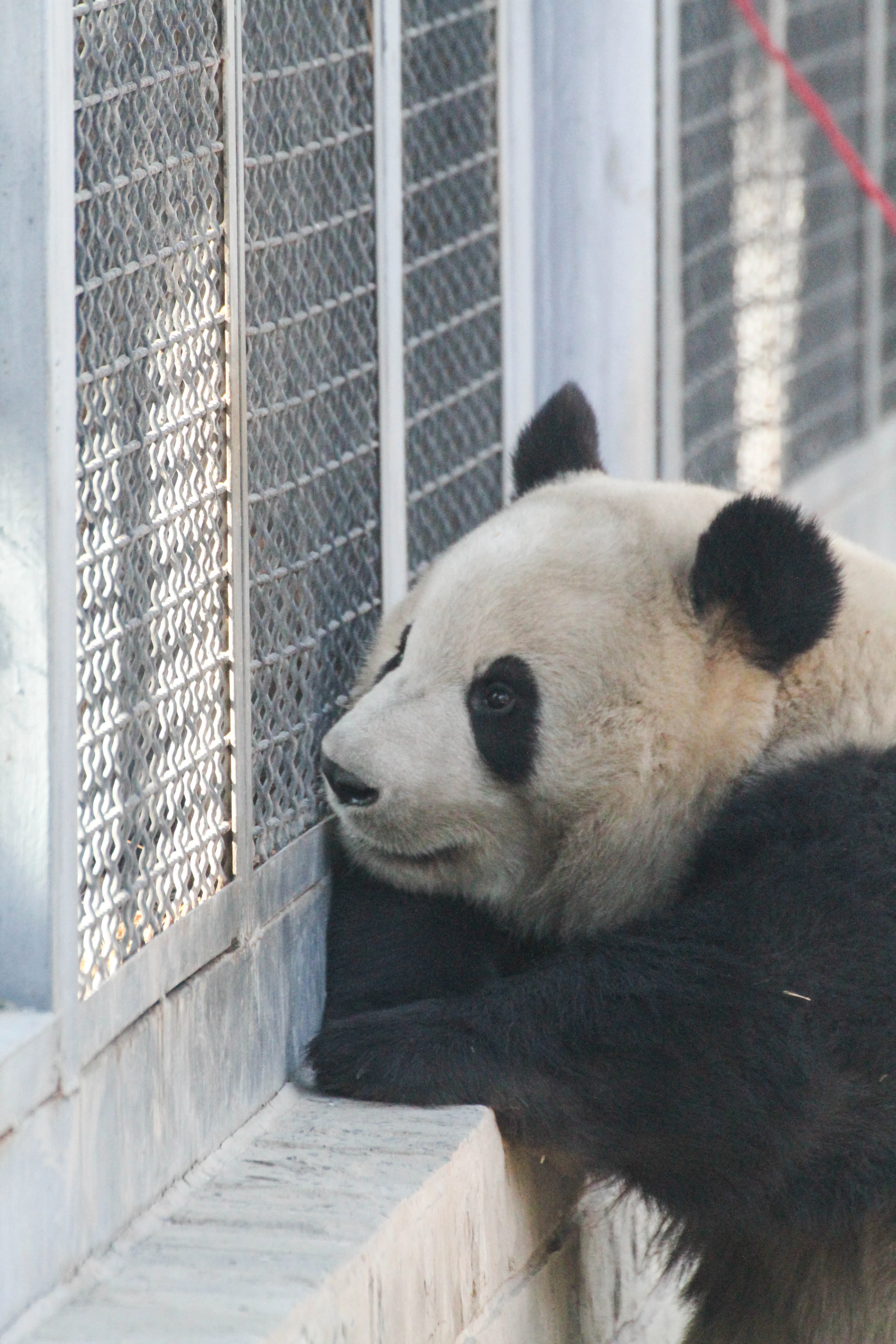 Beijing Zoo