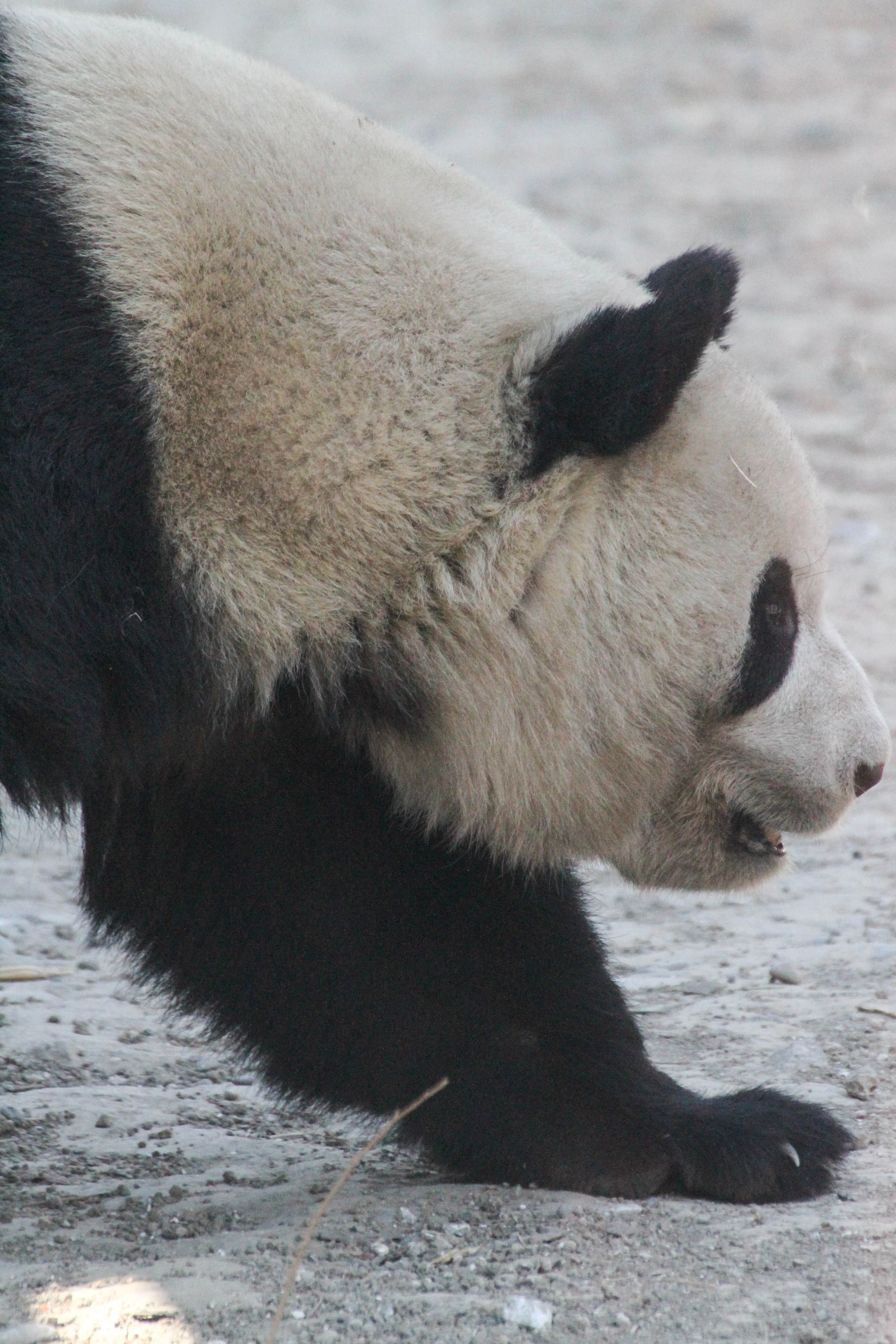 Beijing Zoo