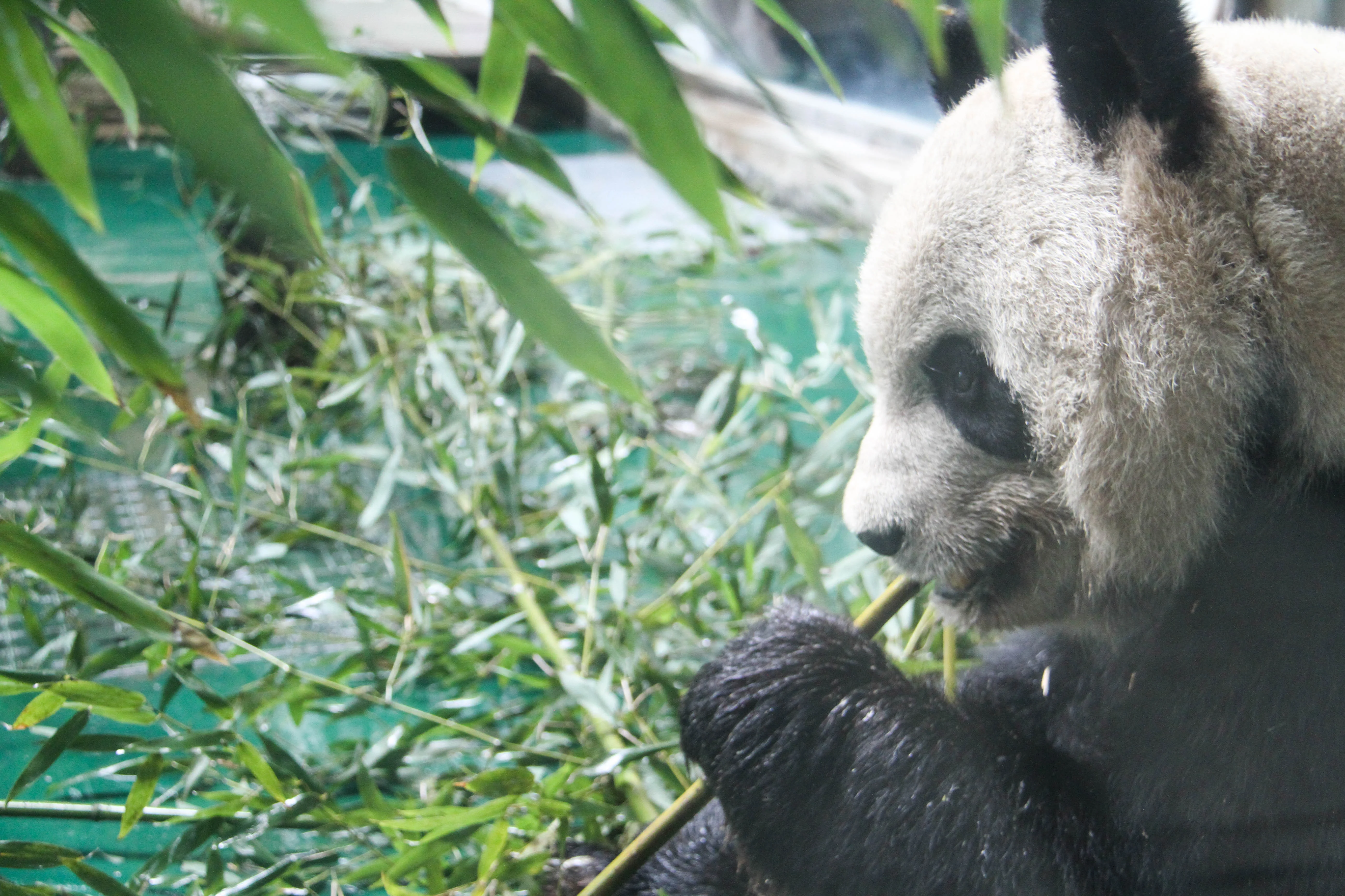 Chengdu Zoo