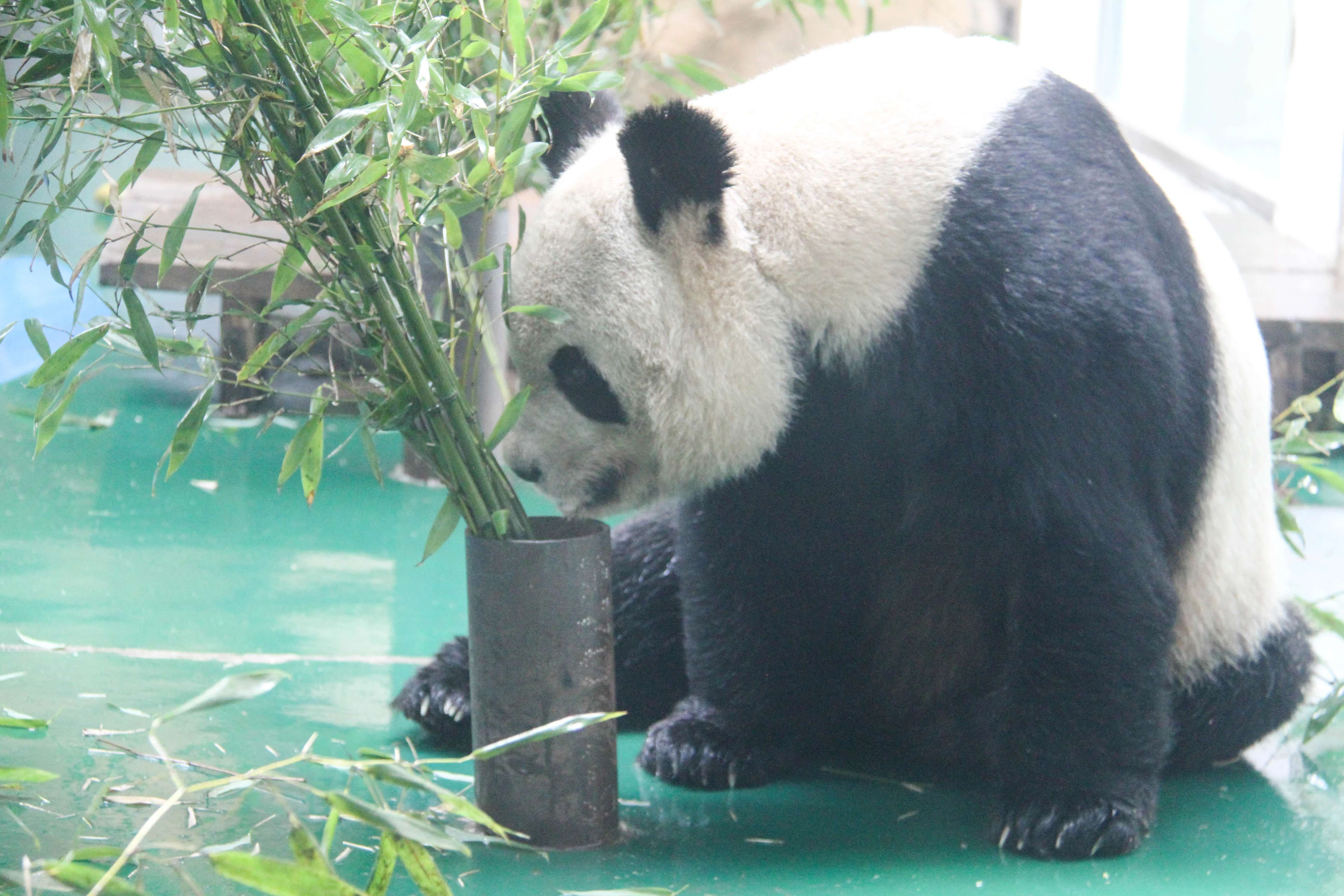 Chengdu Zoo