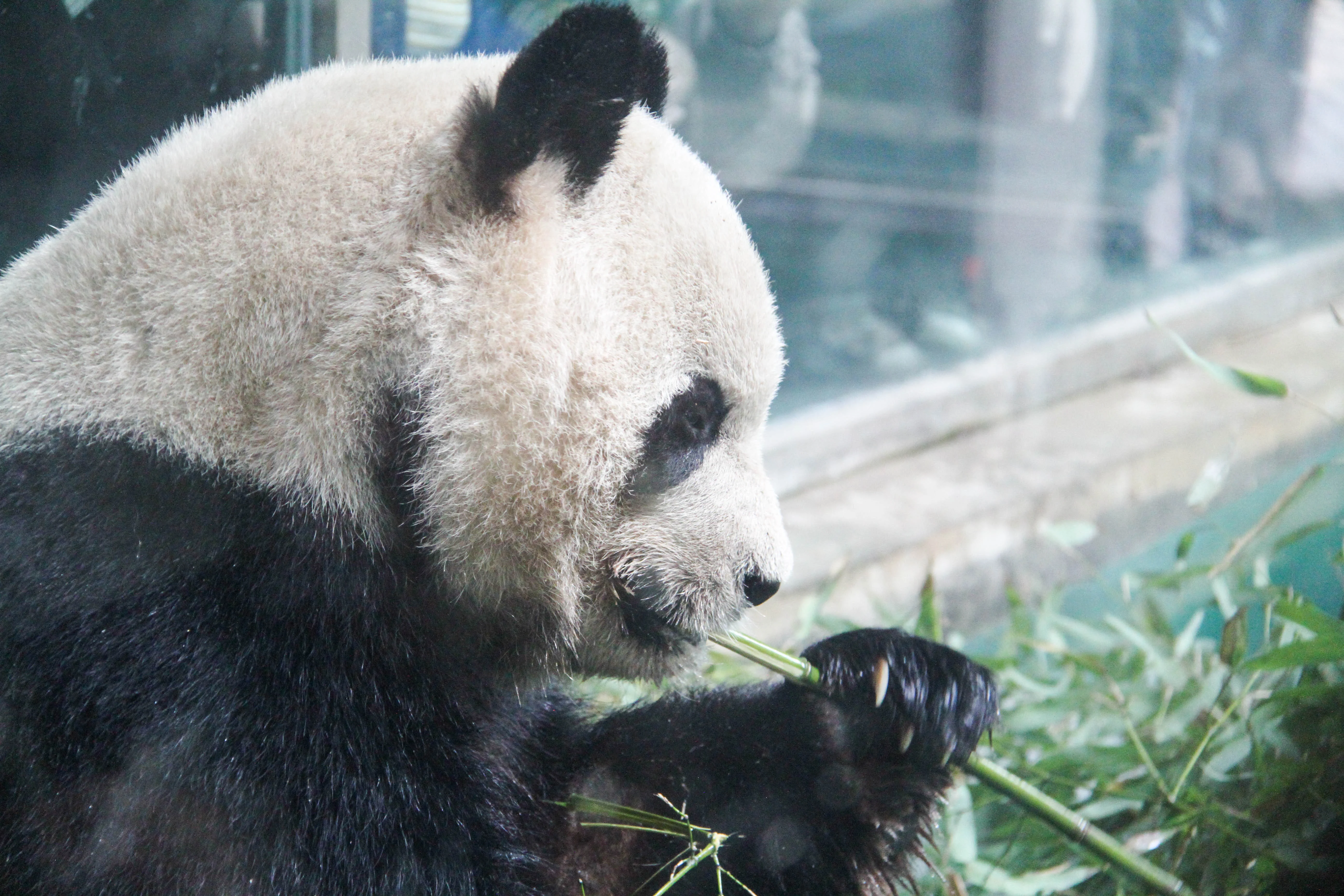 Chengdu Zoo
