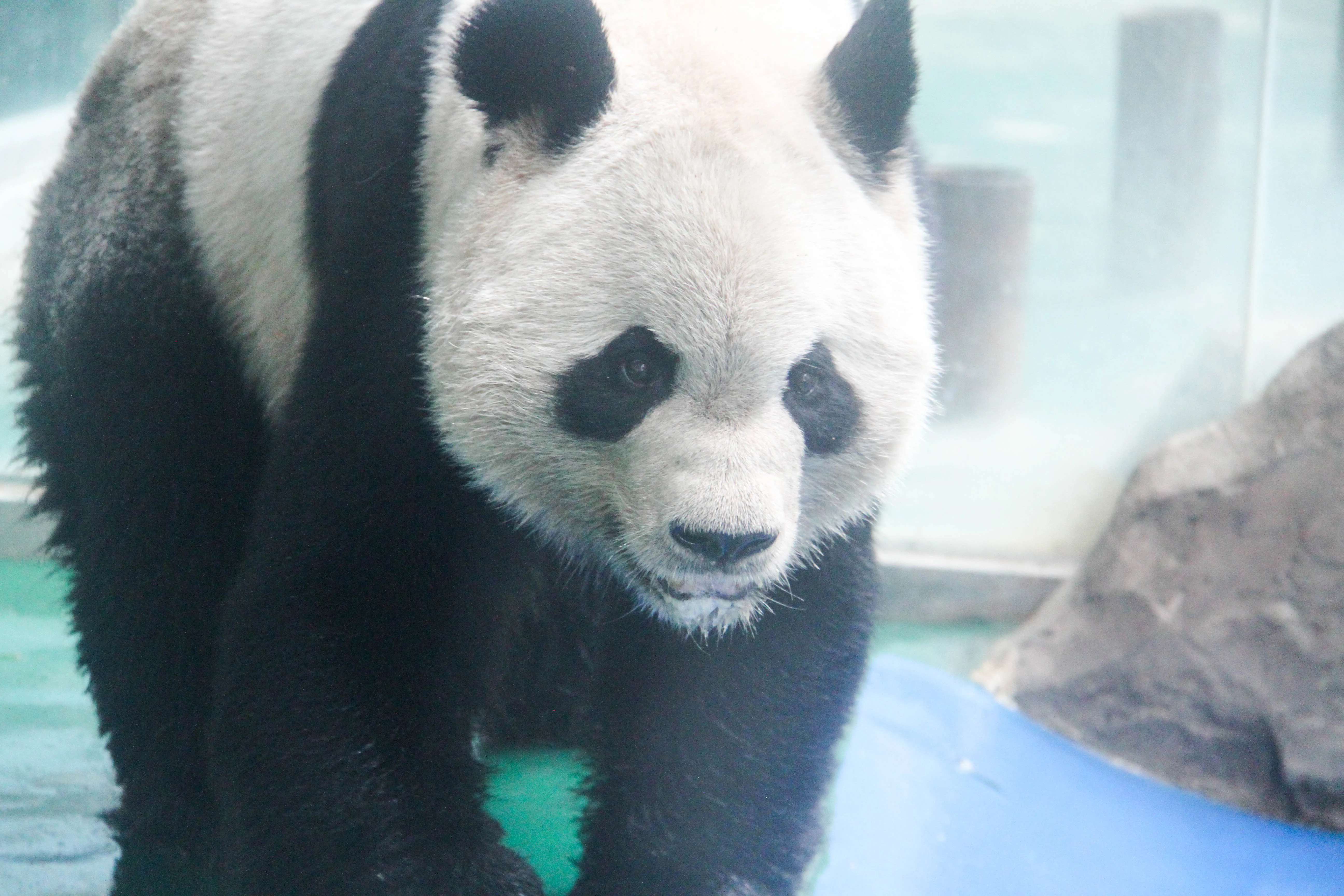 Chengdu Zoo