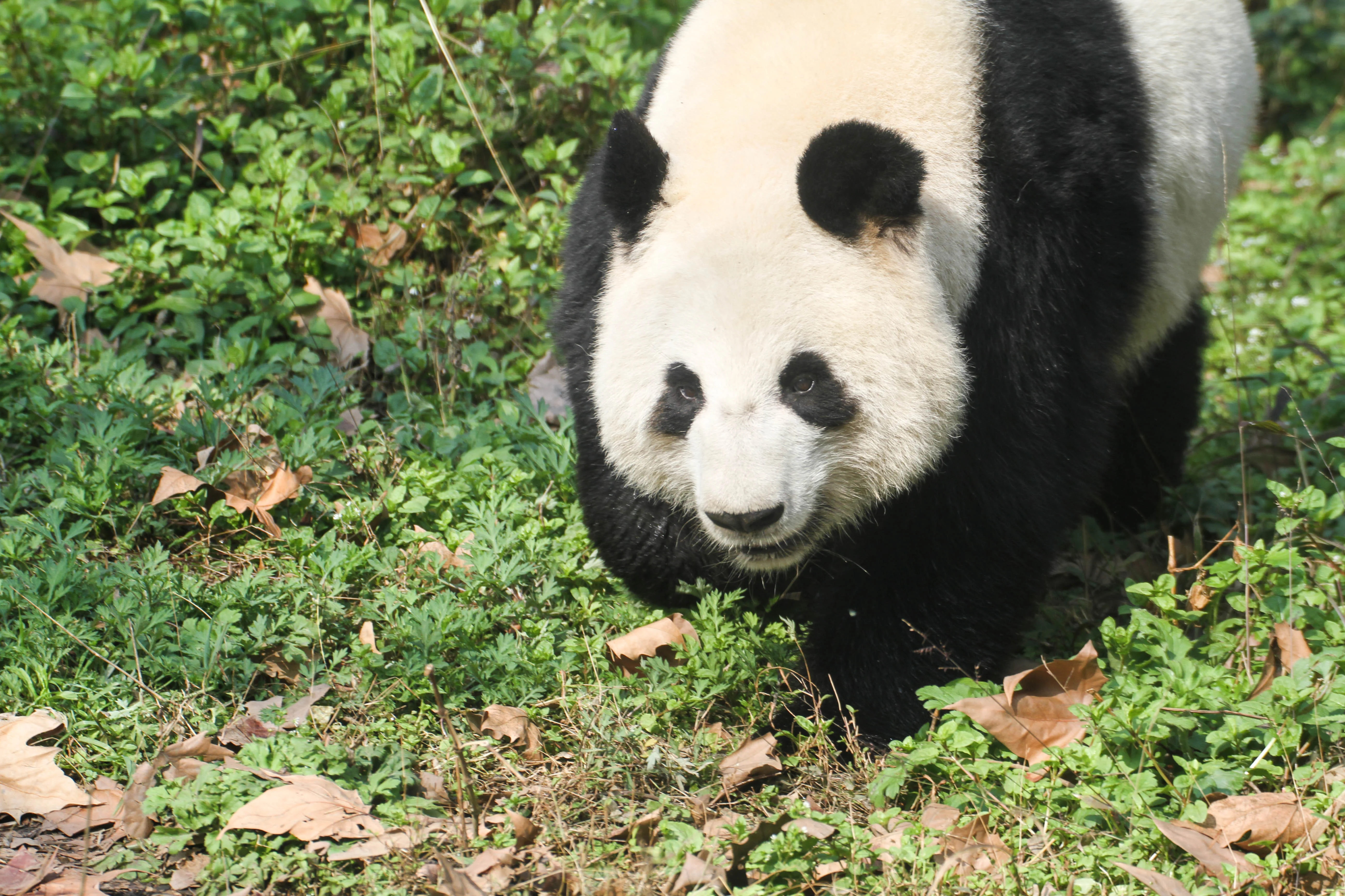 Chengdu Zoo