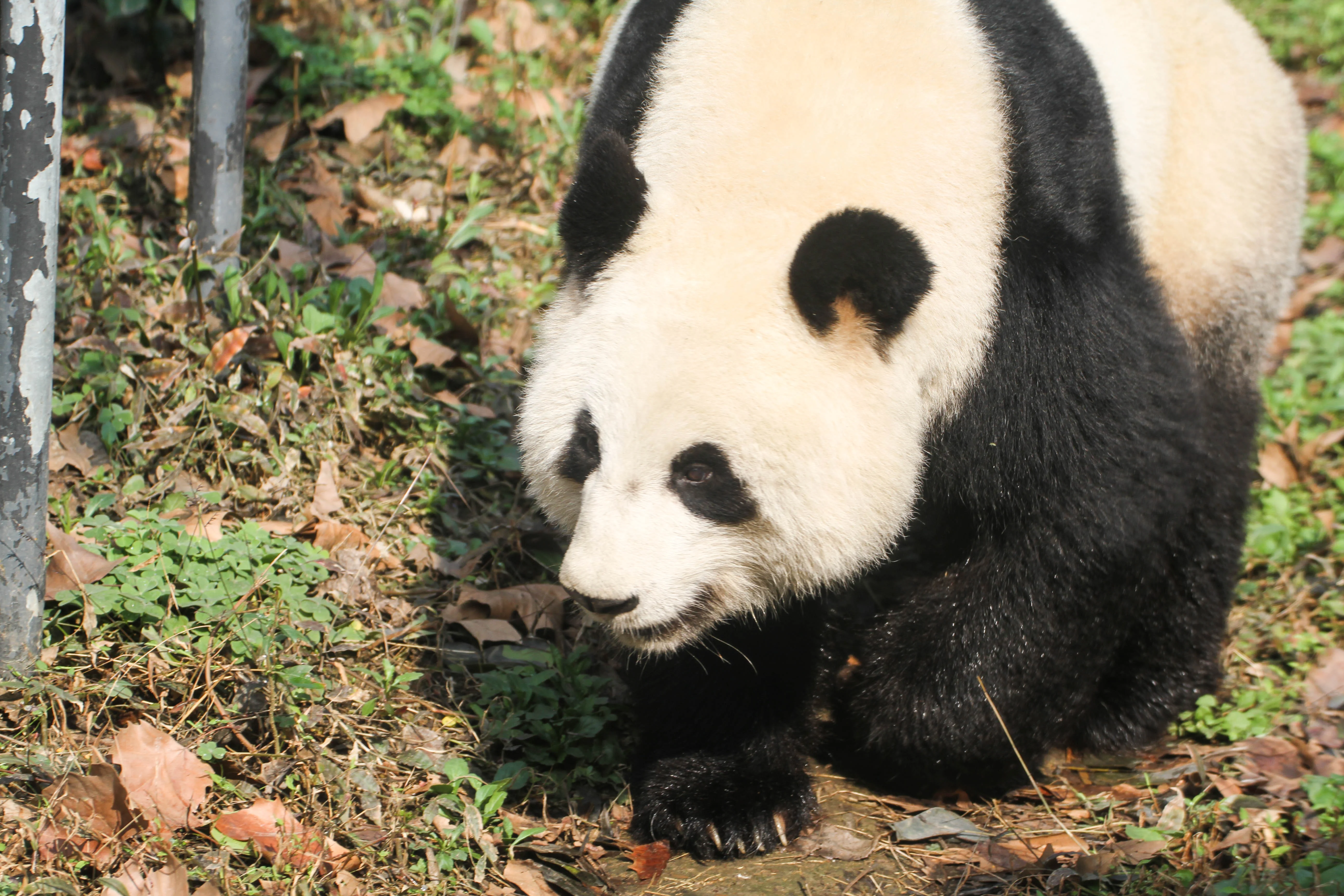 Chengdu Zoo