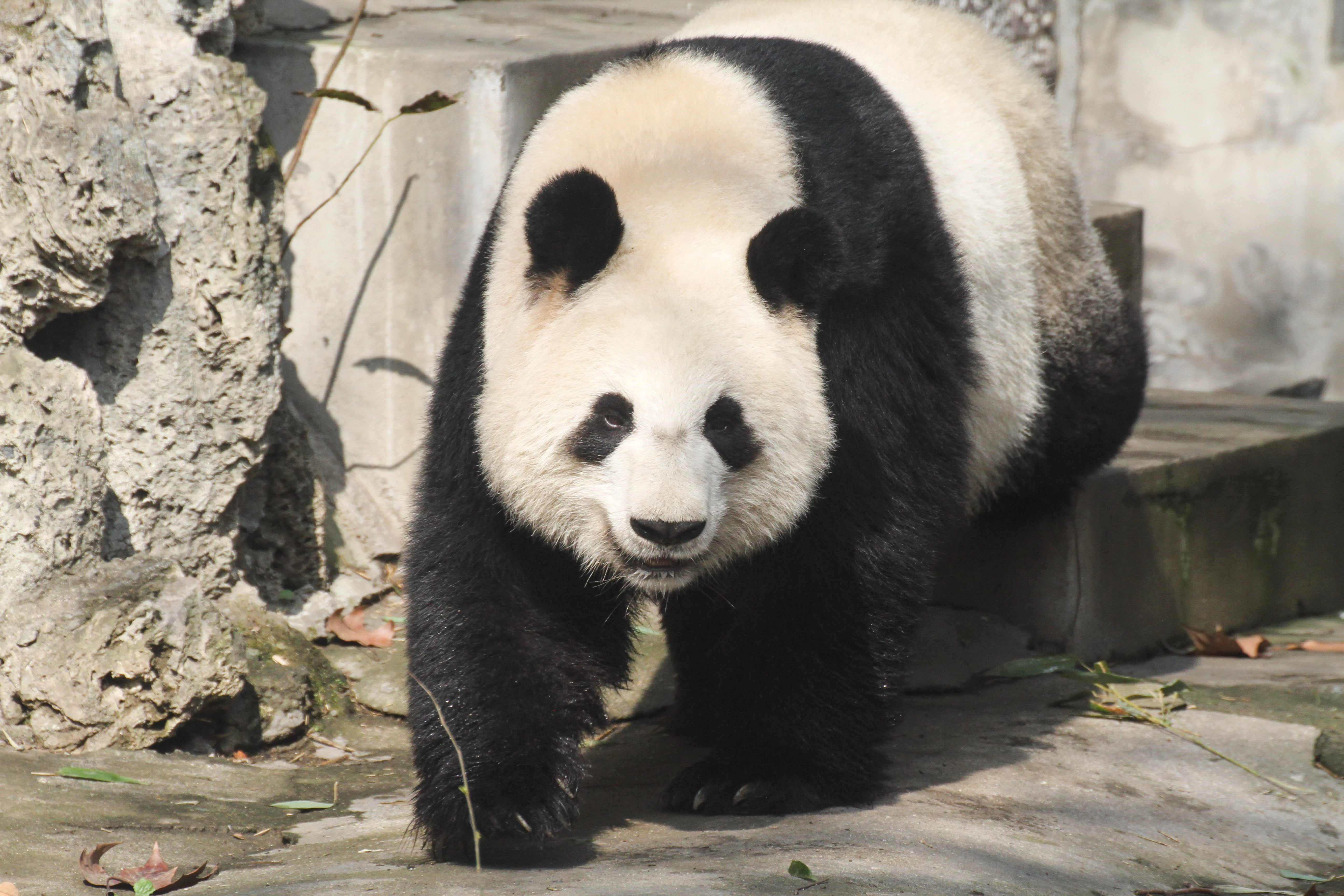 Chengdu Zoo