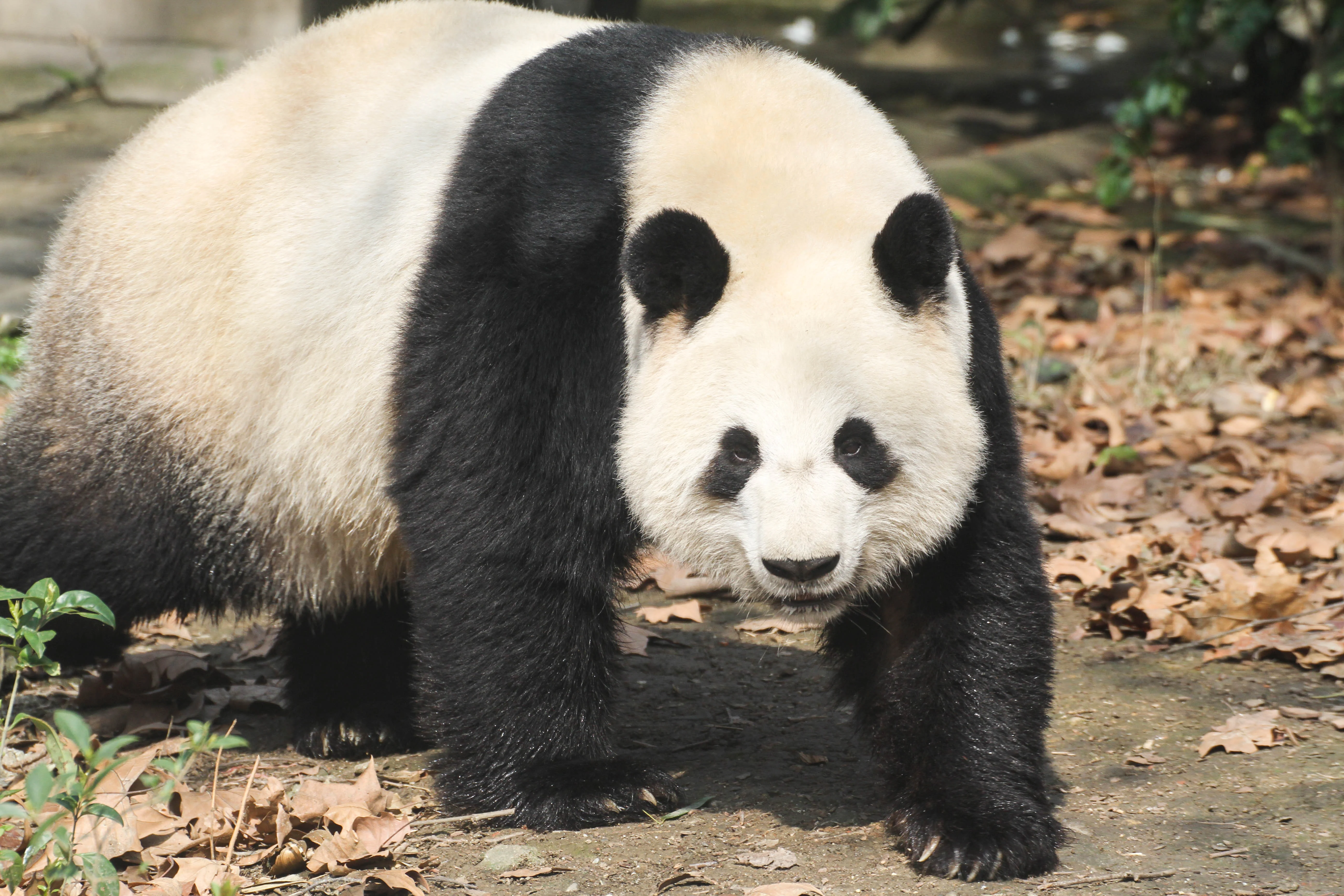 Chengdu Zoo