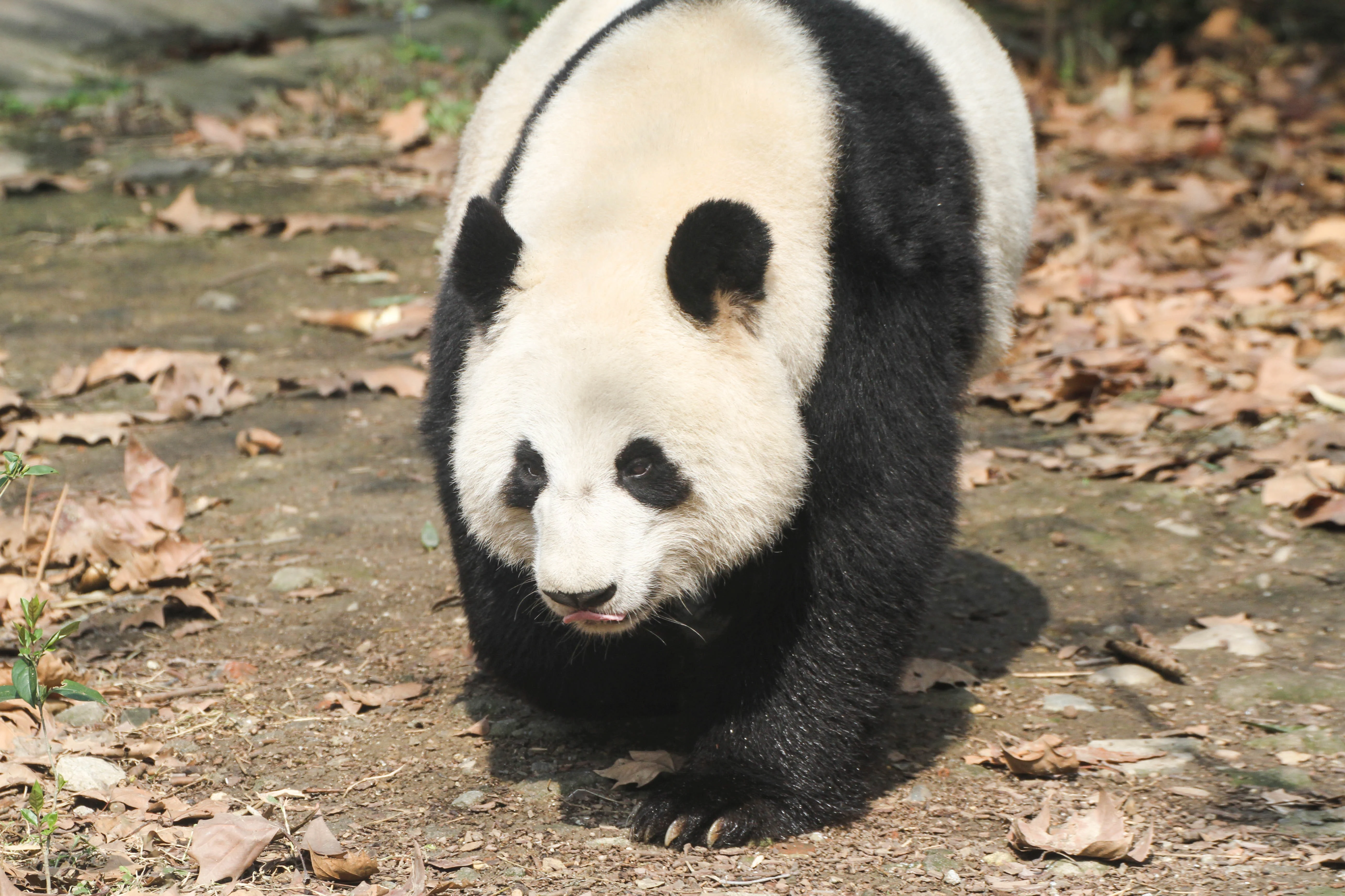 Chengdu Zoo