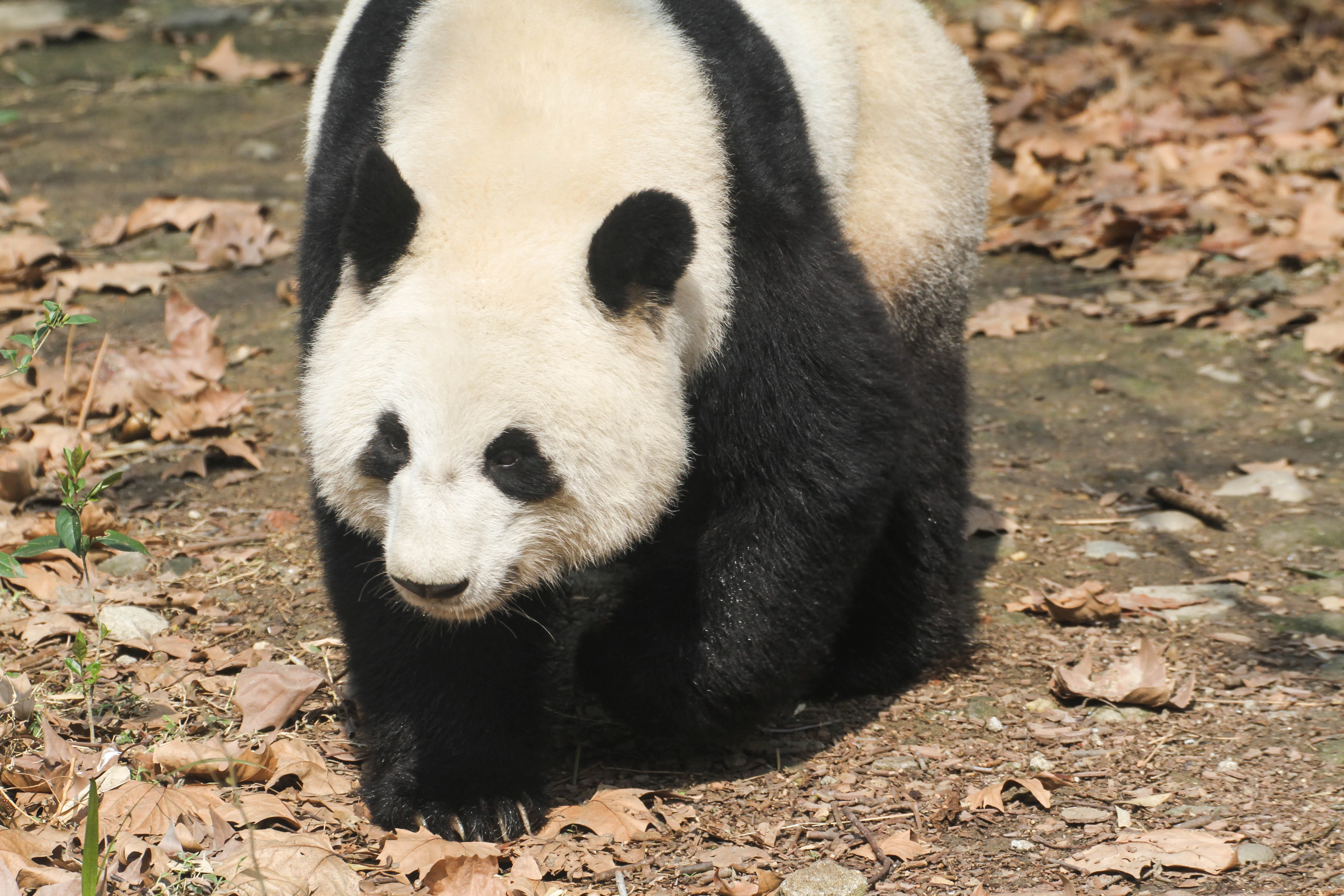 Chengdu Zoo