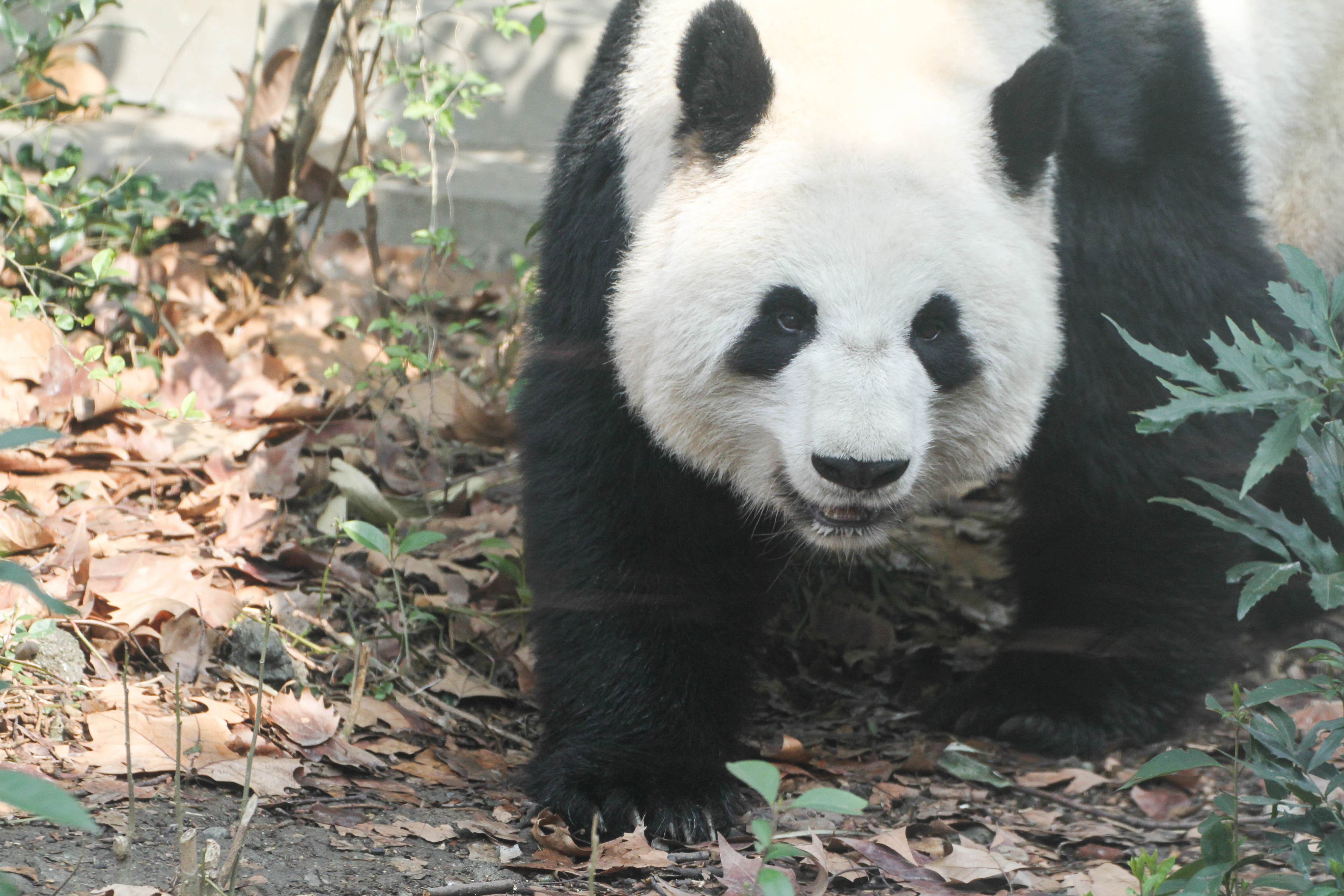 Chengdu Zoo