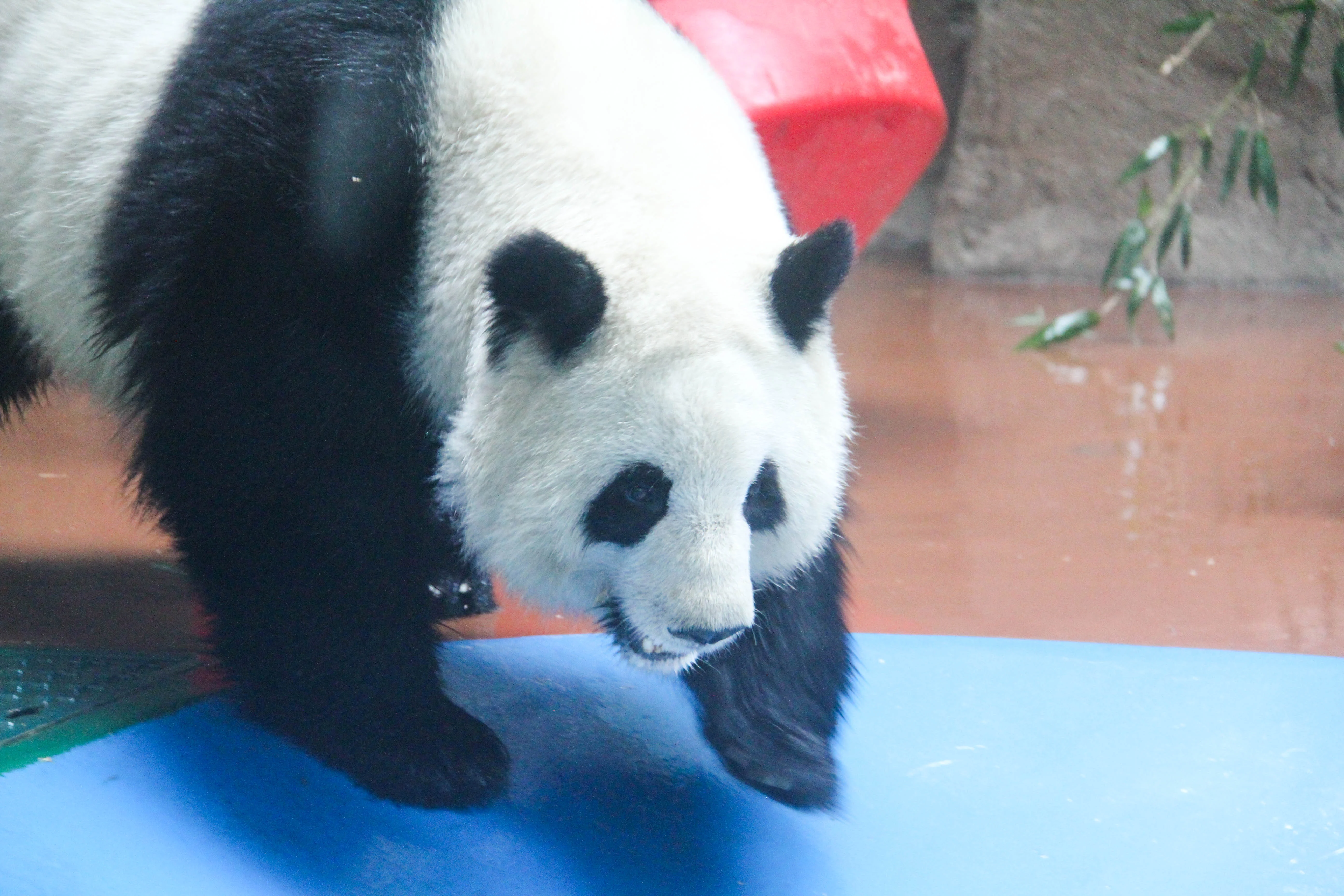 Chengdu Zoo