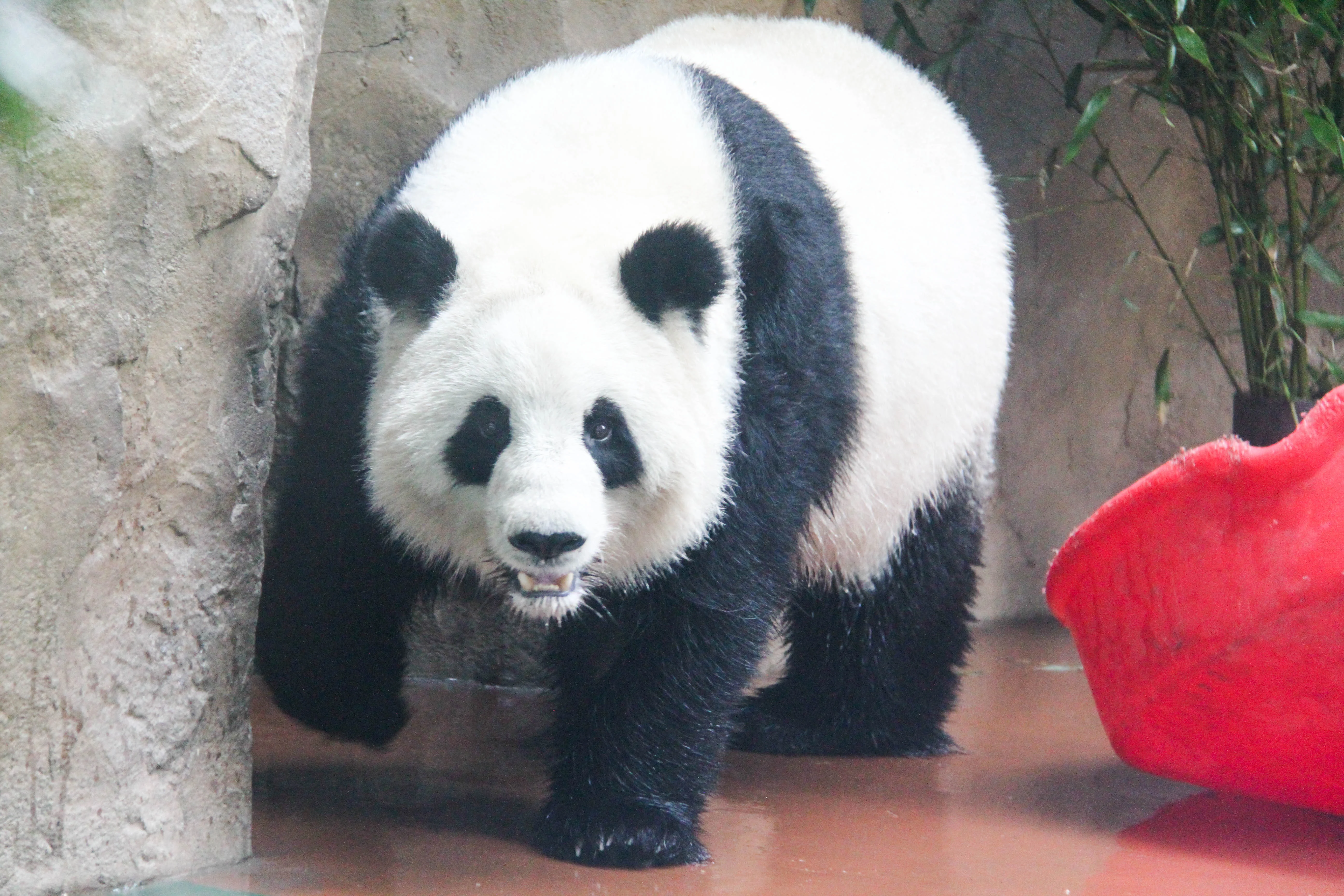 Chengdu Zoo