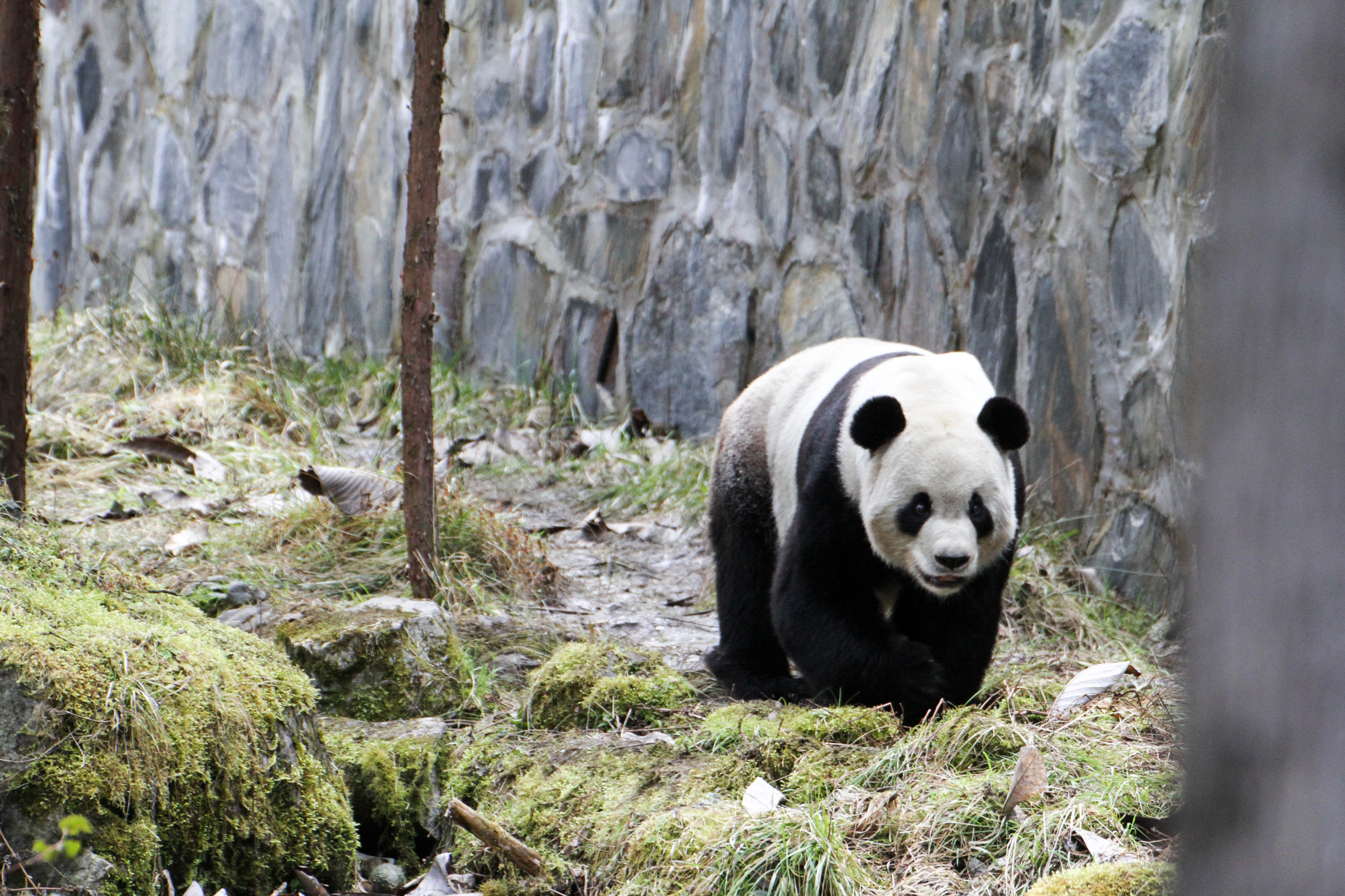 Giant Panda Culture Publicity &amp; Education Center Baoxing