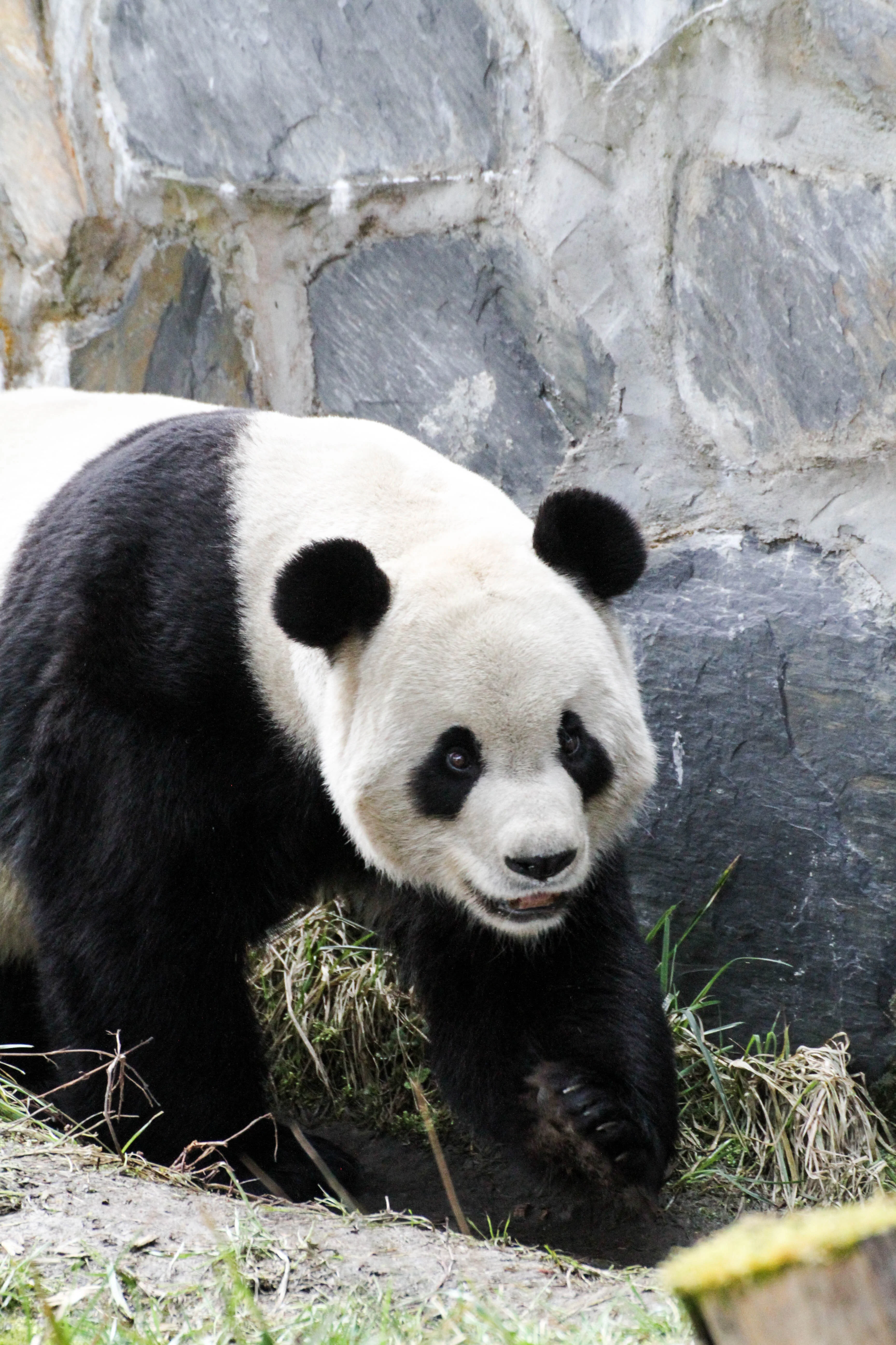 Giant Panda Culture Publicity &amp; Education Center Baoxing