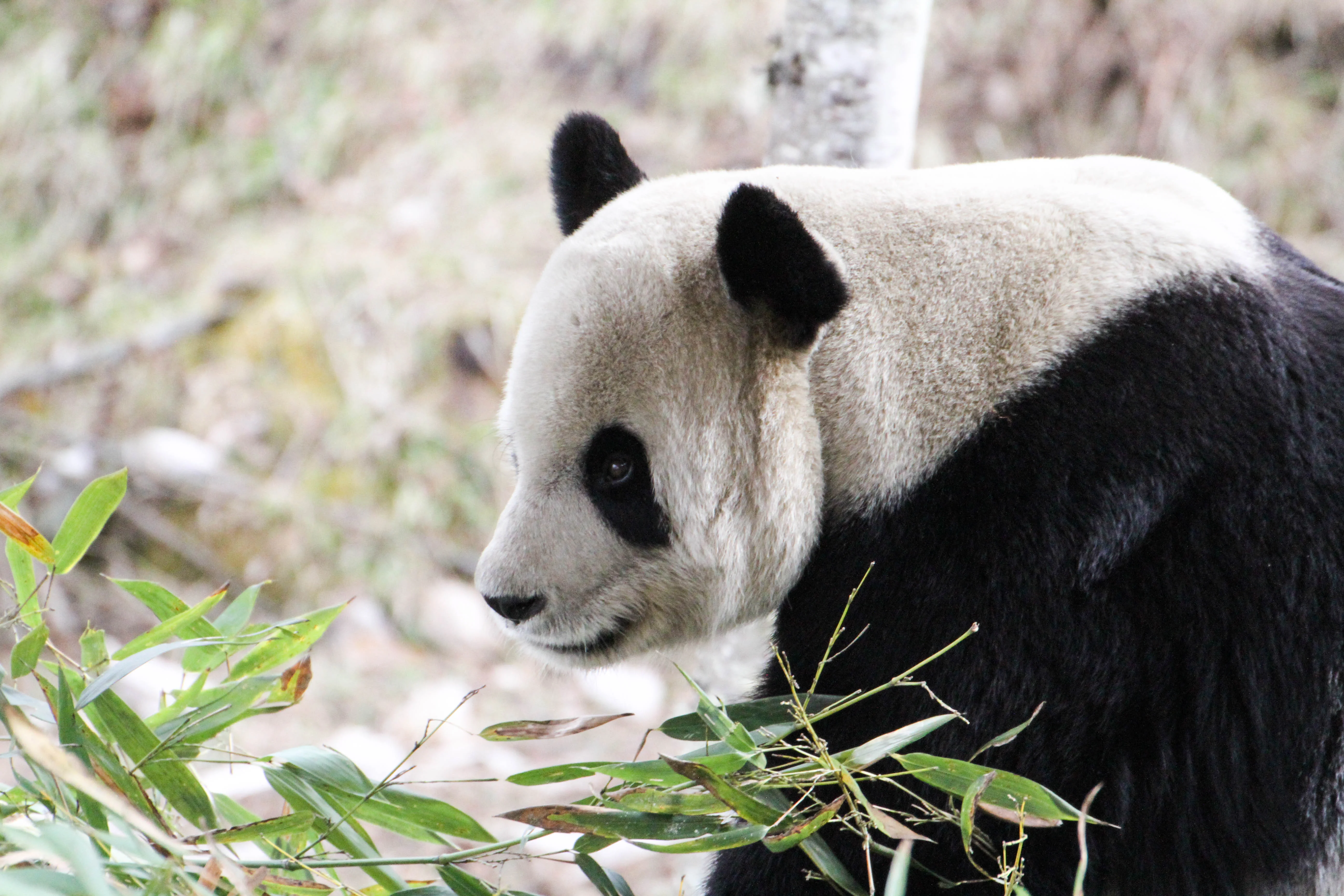 Giant Panda Culture Publicity &amp; Education Center Baoxing
